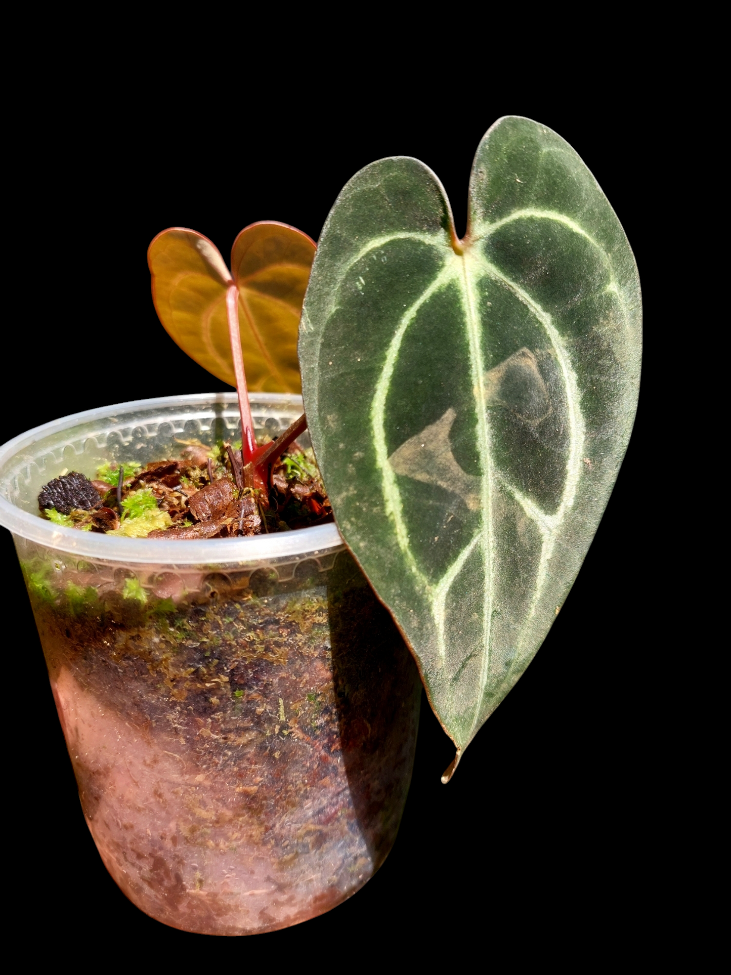 Anthurium Carlablackiae SLIM with 2 Leaves (EXACT PLANT)