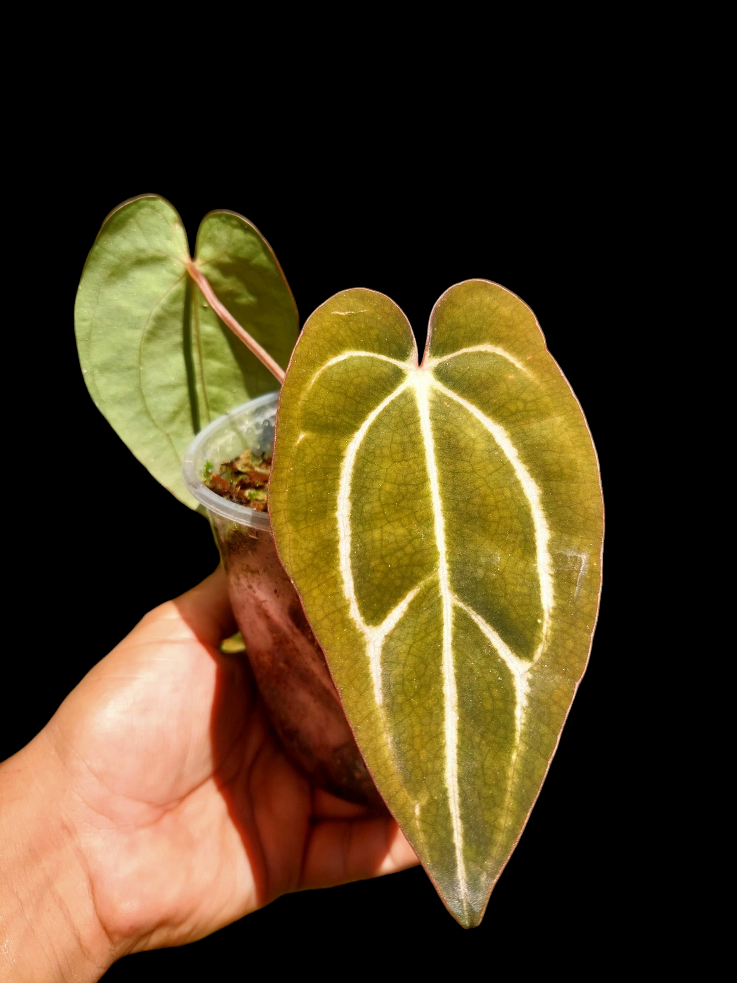 Anthurium Carlablackiae SLIM with 2 Leaves (EXACT PLANT)