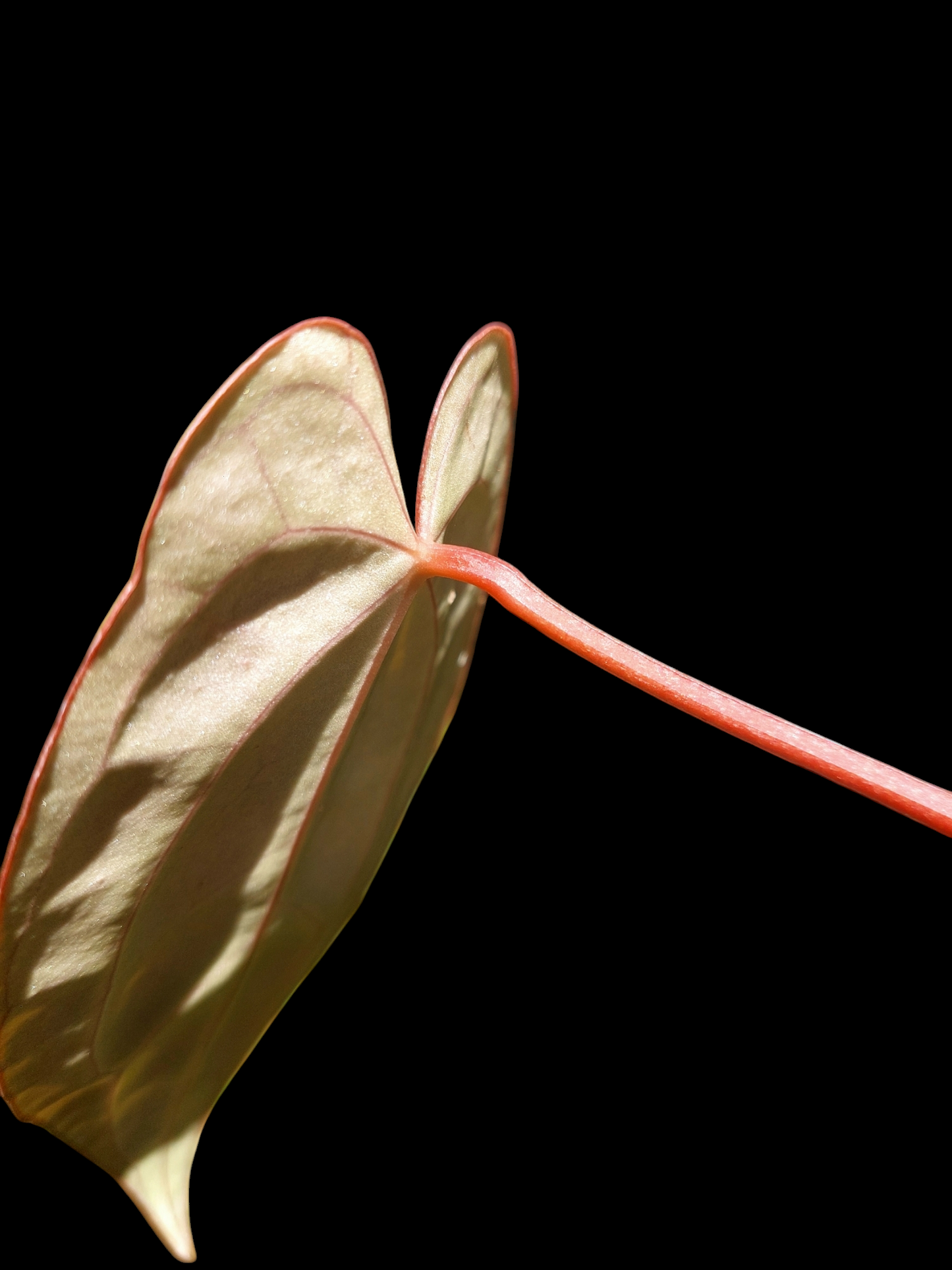 Anthurium Carlablackiae SLIM with 2 Leaves (EXACT PLANT)