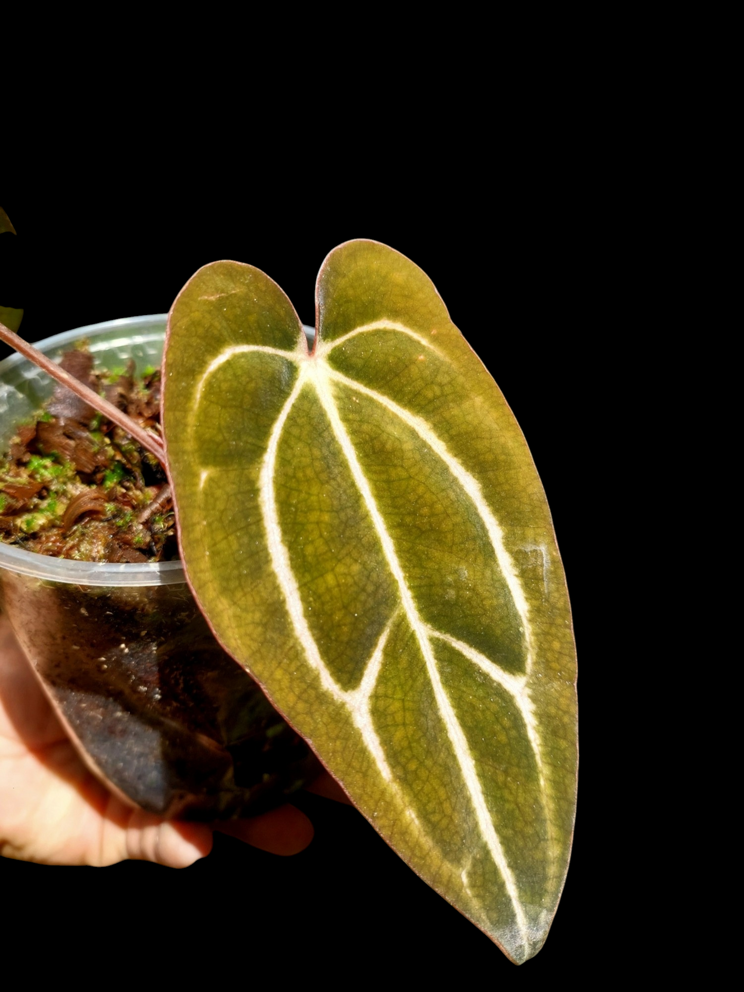 Anthurium Carlablackiae SLIM with 2 Leaves (EXACT PLANT)
