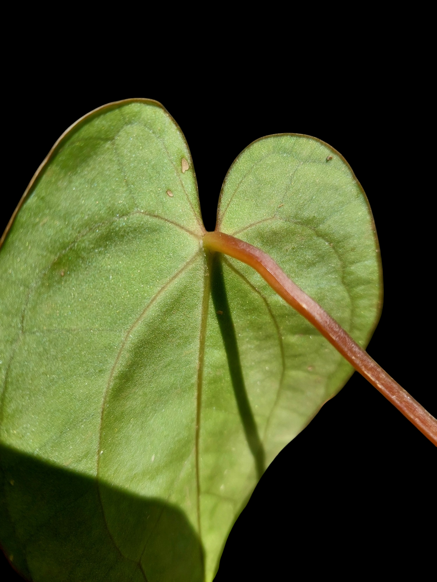 Anthurium Carlablackiae SLIM with 2 Leaves (EXACT PLANT)