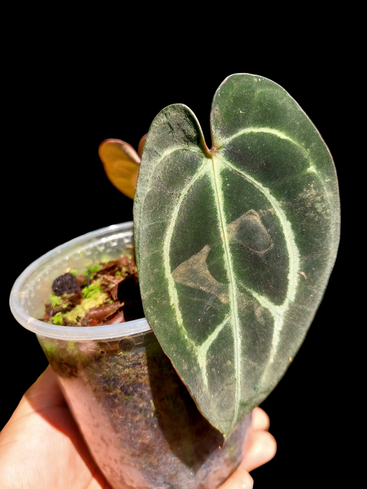 Anthurium Carlablackiae SLIM with 2 Leaves (EXACT PLANT)