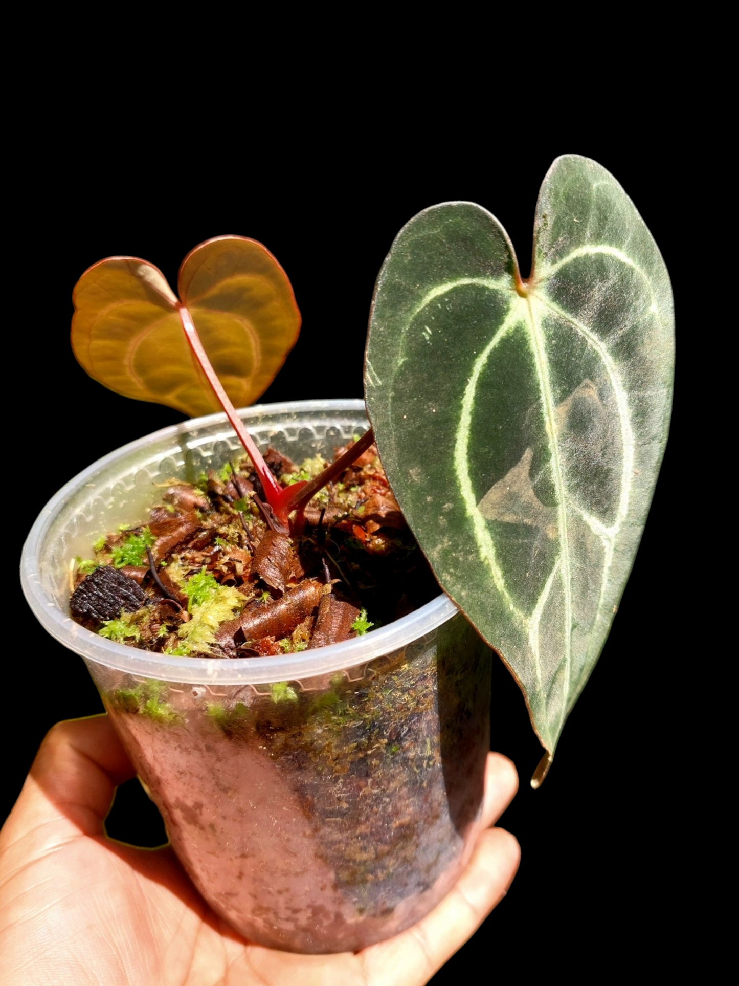 Anthurium Carlablackiae SLIM with 2 Leaves (EXACT PLANT)