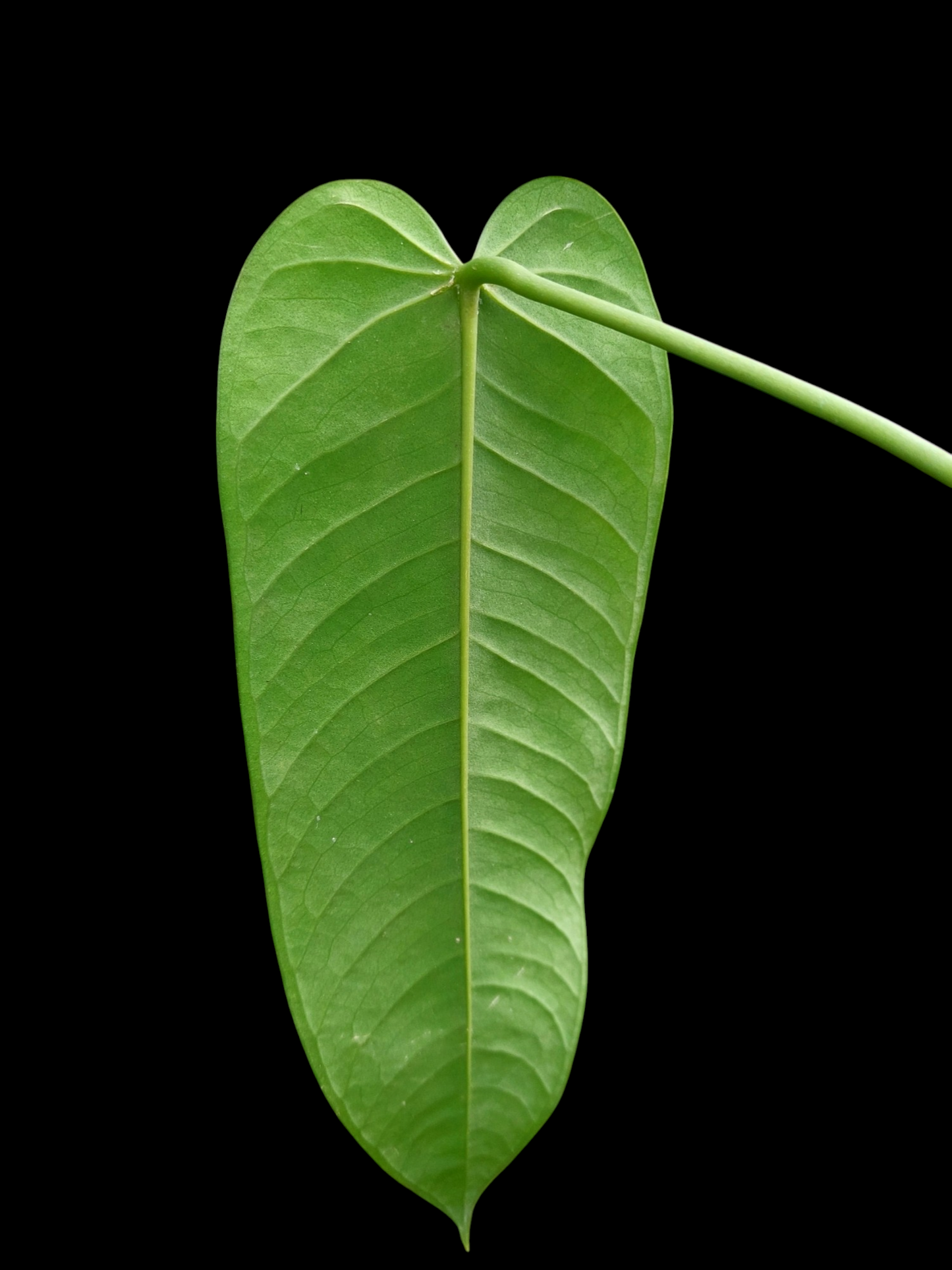 Anthurium Panamense (EXACT PLANT)