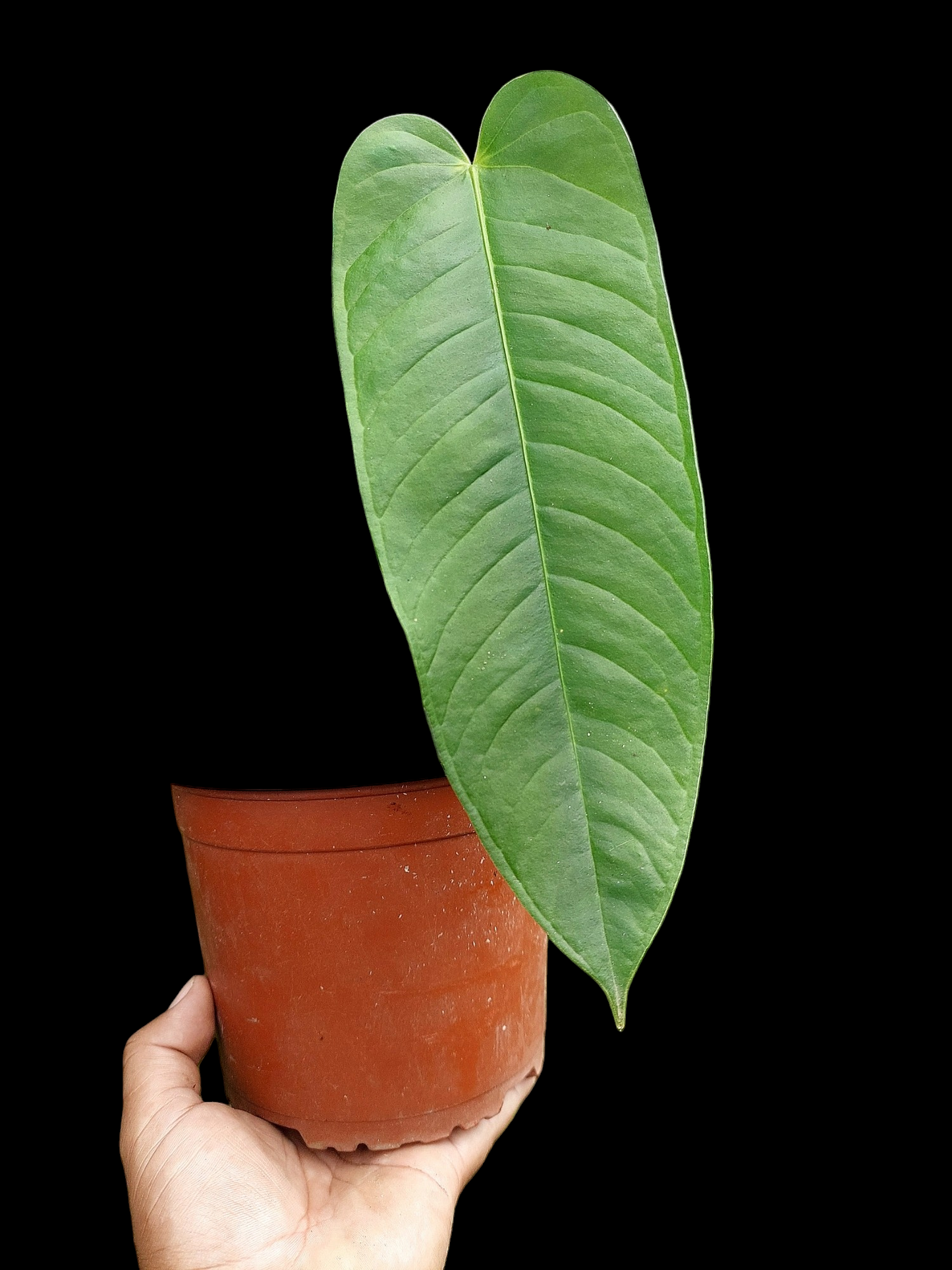 Anthurium Panamense (EXACT PLANT)