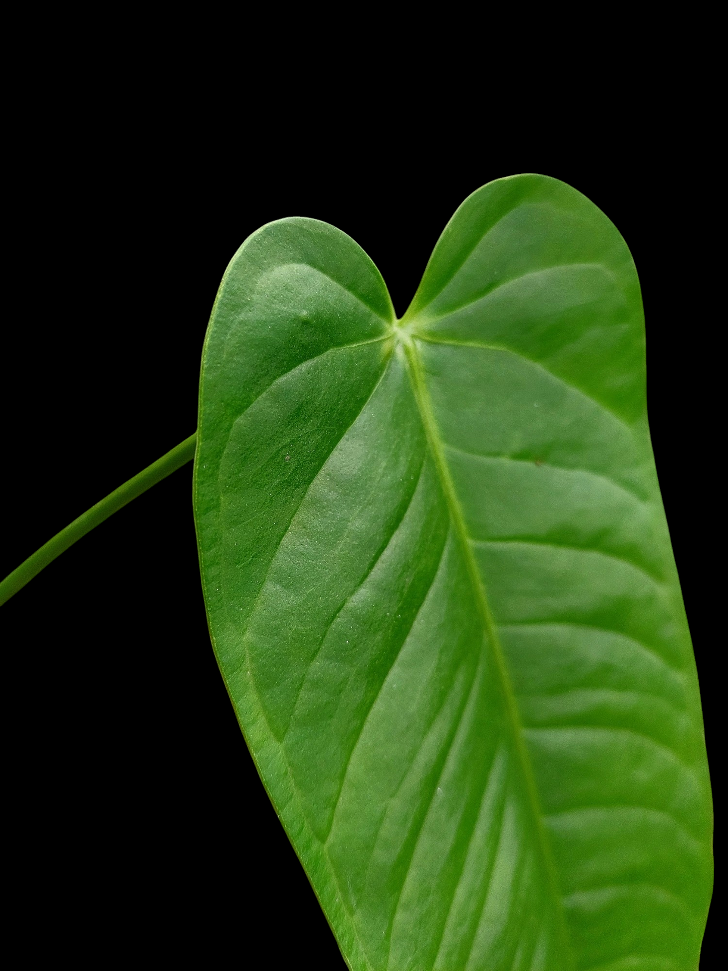 Anthurium Panamense (EXACT PLANT)