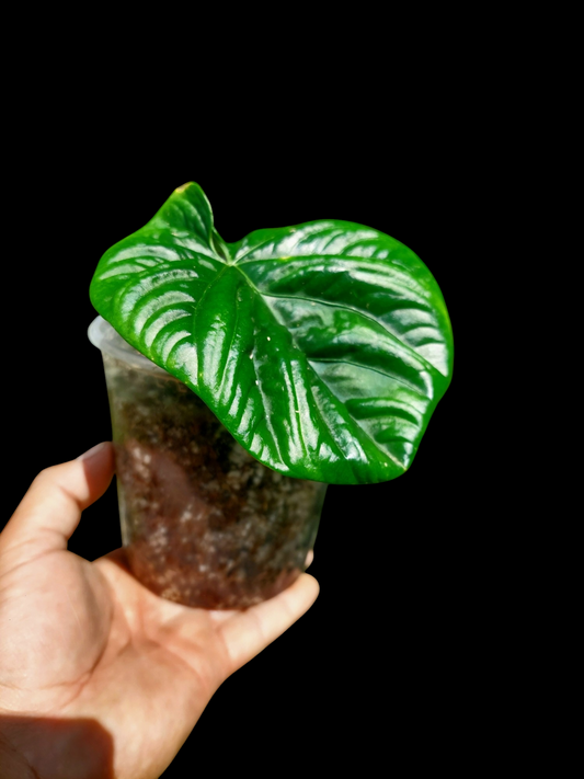Anthurium Debilis (EXACT PLANT)