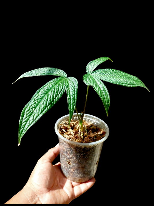 Anthurium sp. "weed of the andes" with 2 Leaves (EXACT PLANT)