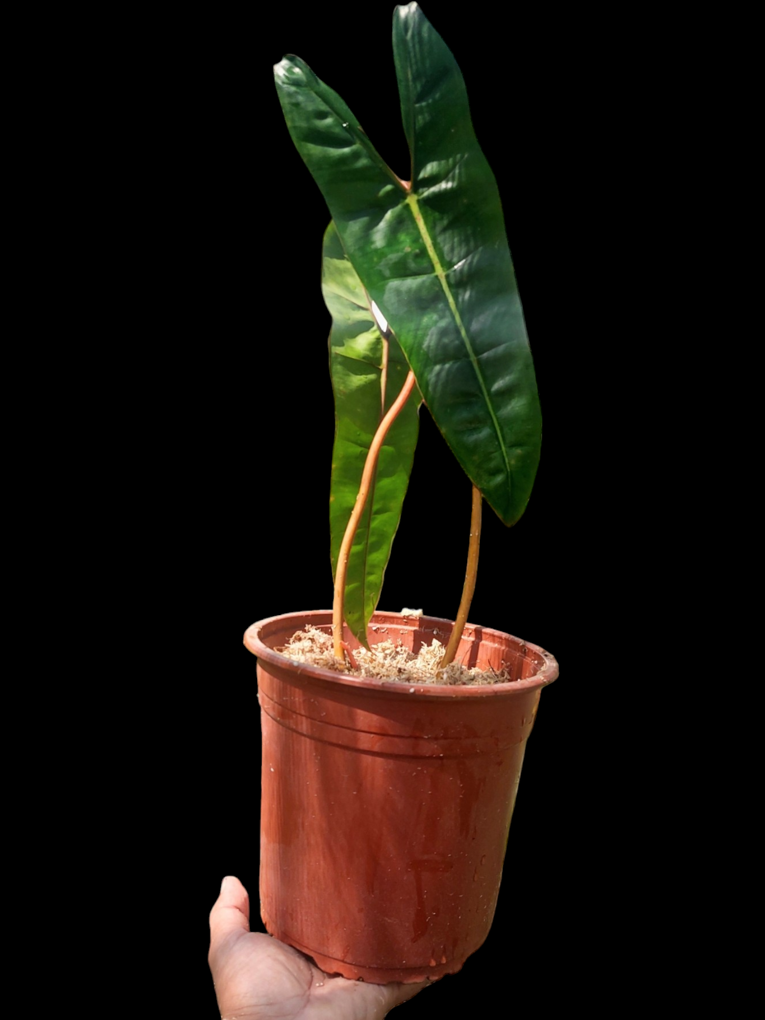 philodendron big plant Philodendron Billietiae Brazil Ecotype BIG PLANT (EXACT PLANT) – Amazon Plants Peru