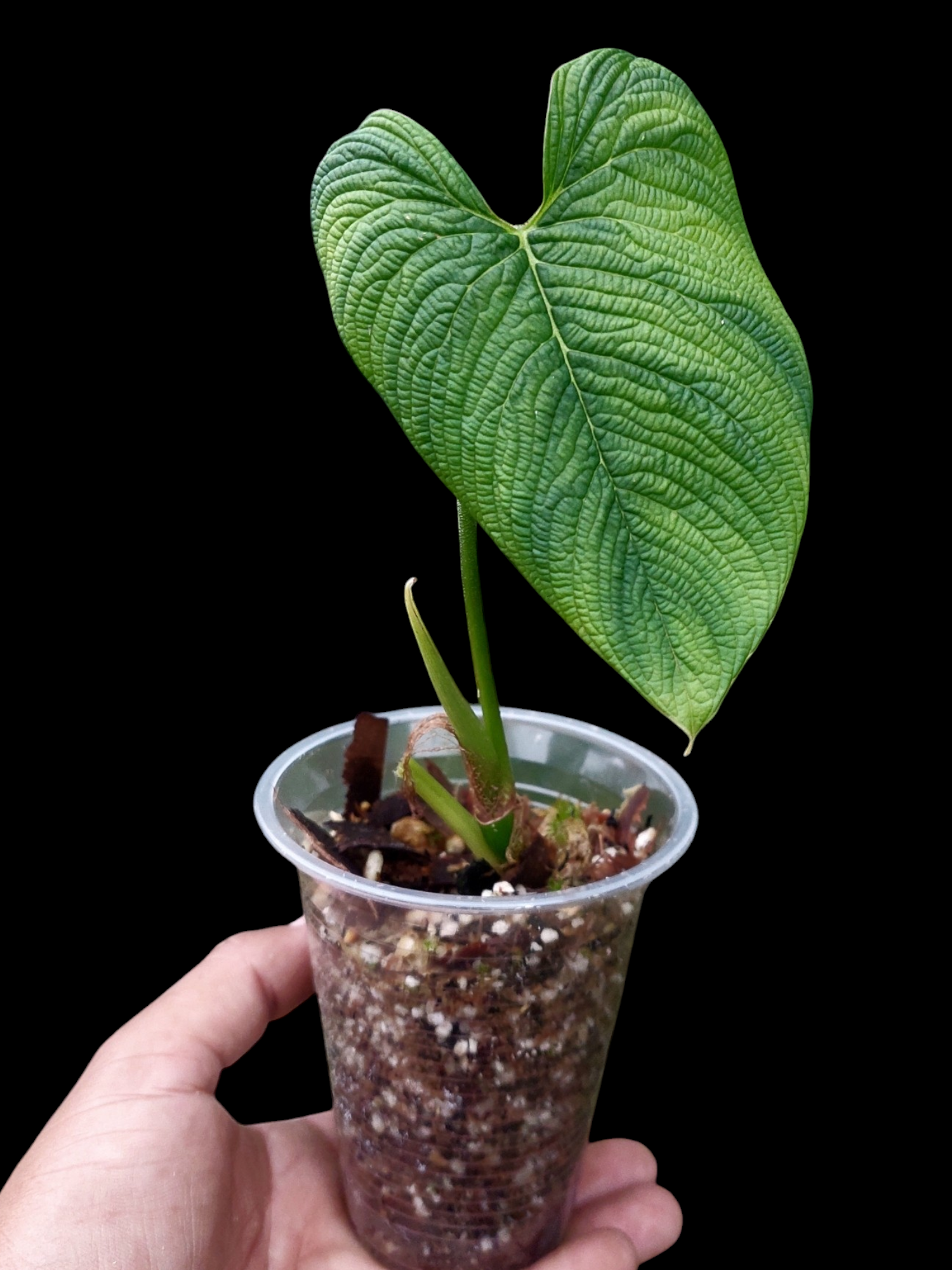 Philodendron Lynnhannoniae (EXACT PLANT)