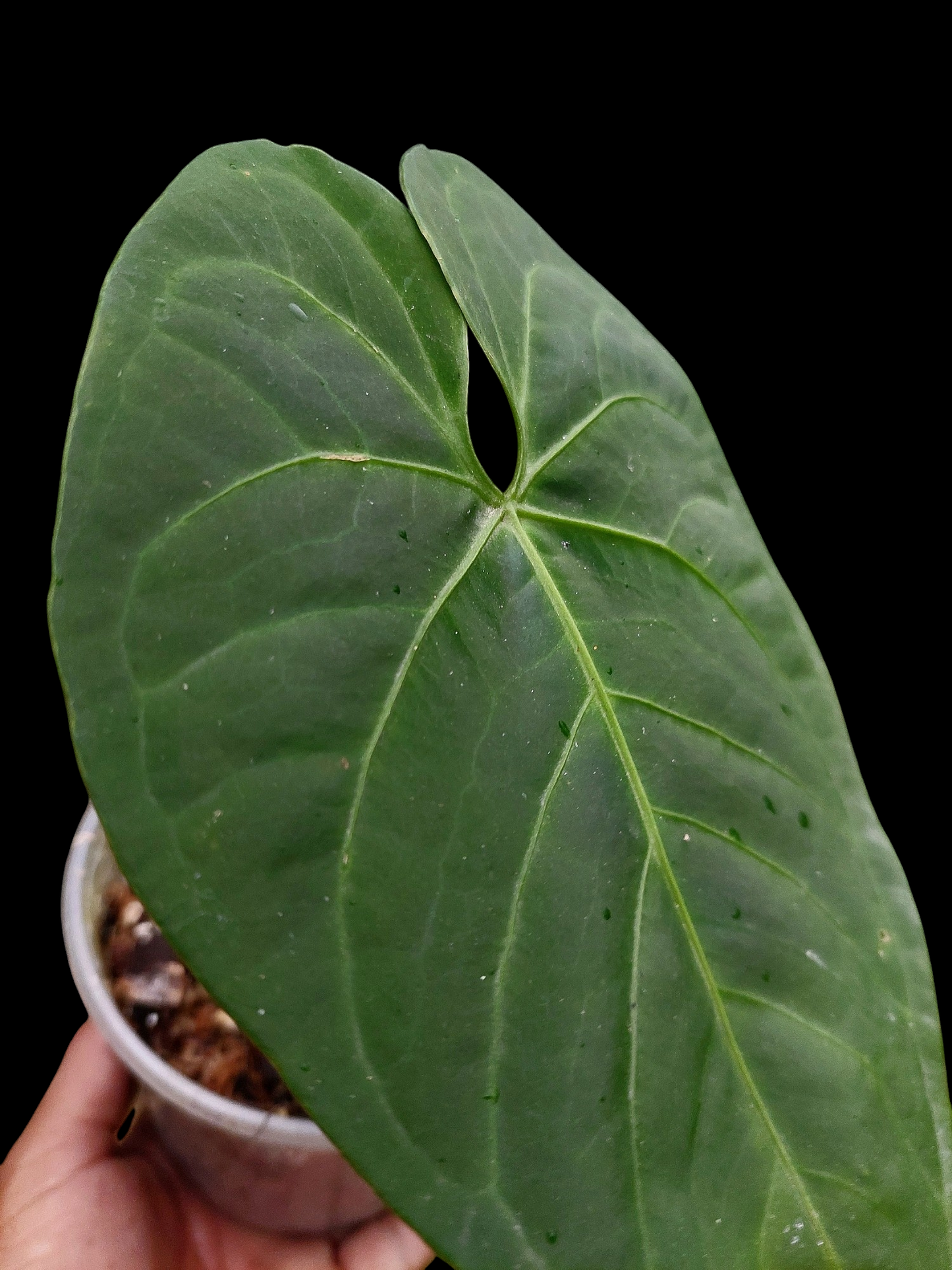 Anthurium sp. 'HuanuQuense Velvet' Wild Ecotype (EXACT PLANT)