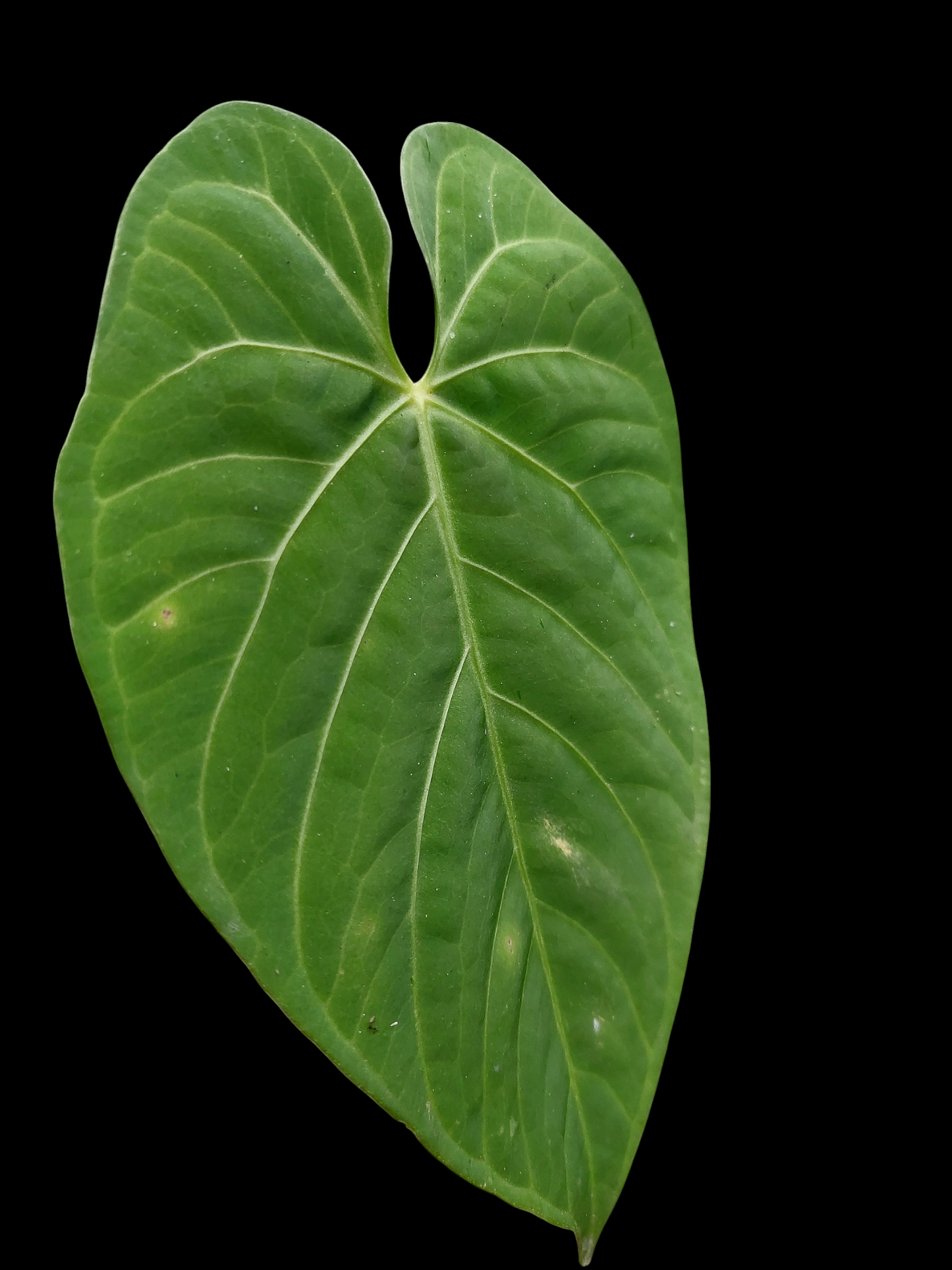 Anthurium sp. "Tarapoto Velvet" Wild Ecotype (EXACT PLANT)