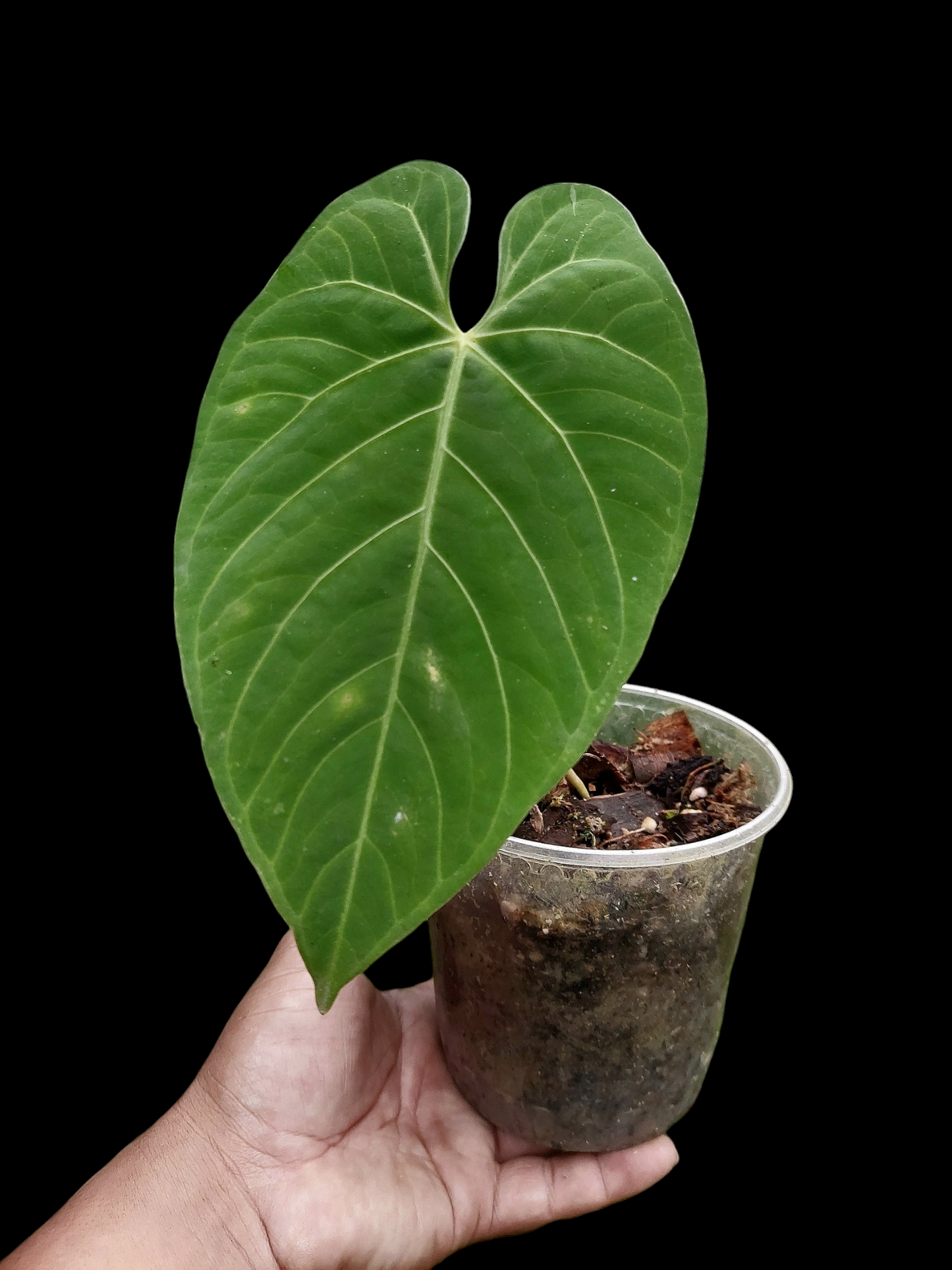 Anthurium sp. "Tarapoto Velvet" Wild Ecotype (EXACT PLANT)