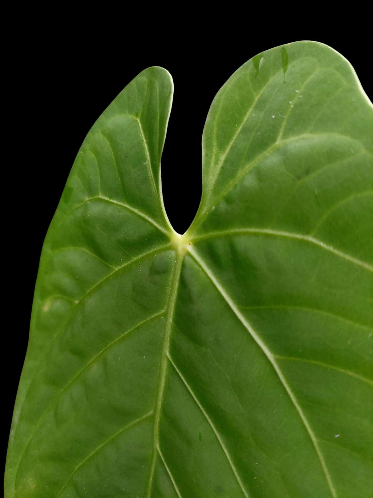 Anthurium sp. "Tarapoto Velvet" Wild Ecotype (EXACT PLANT)