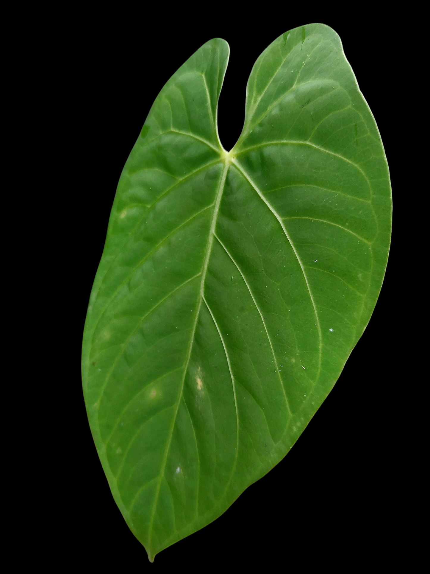 Anthurium sp. "Tarapoto Velvet" Wild Ecotype (EXACT PLANT)