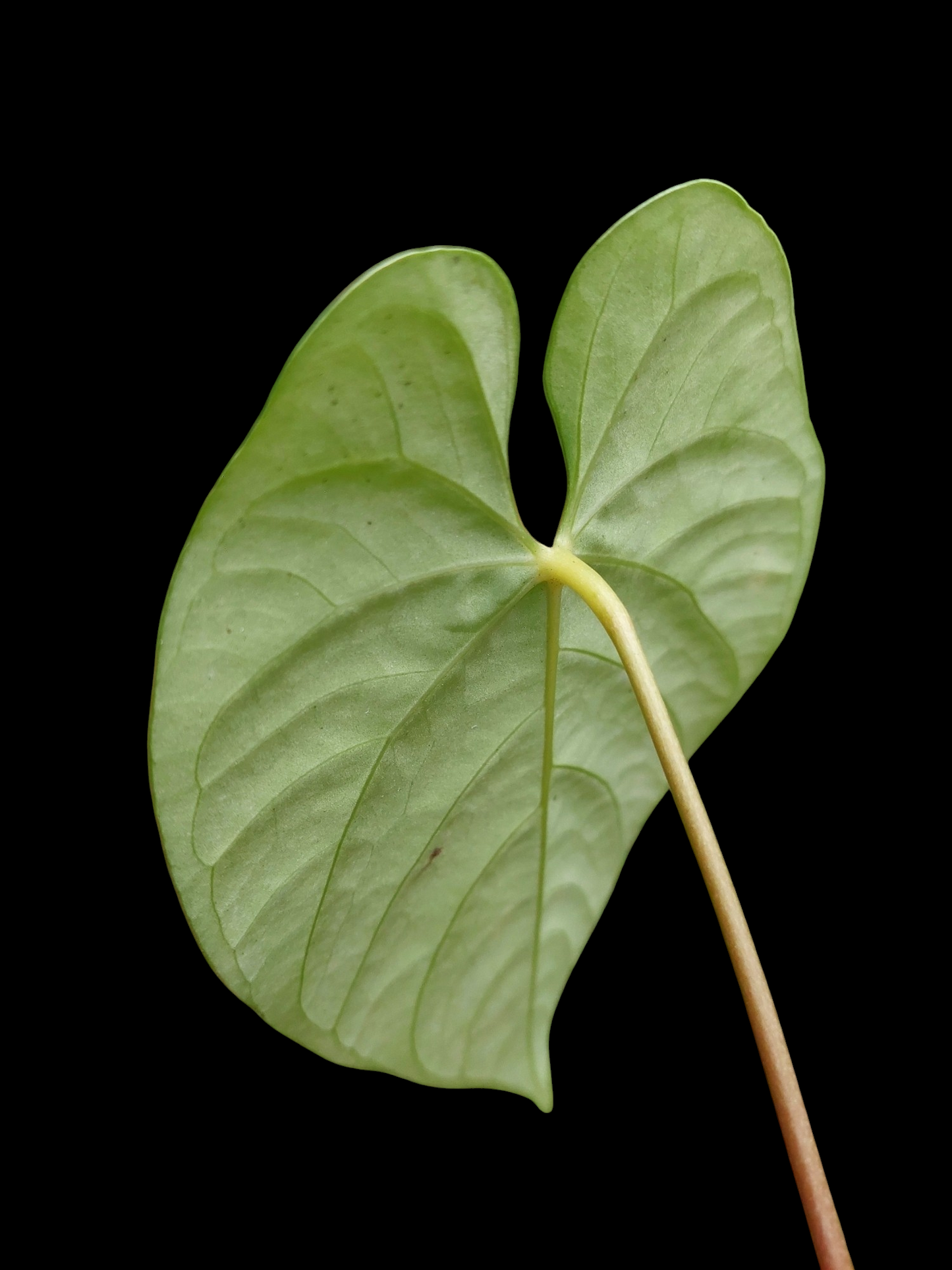Anthurium sp. "Tarapoto Velvet" Wild Ecotype (EXACT PLANT)