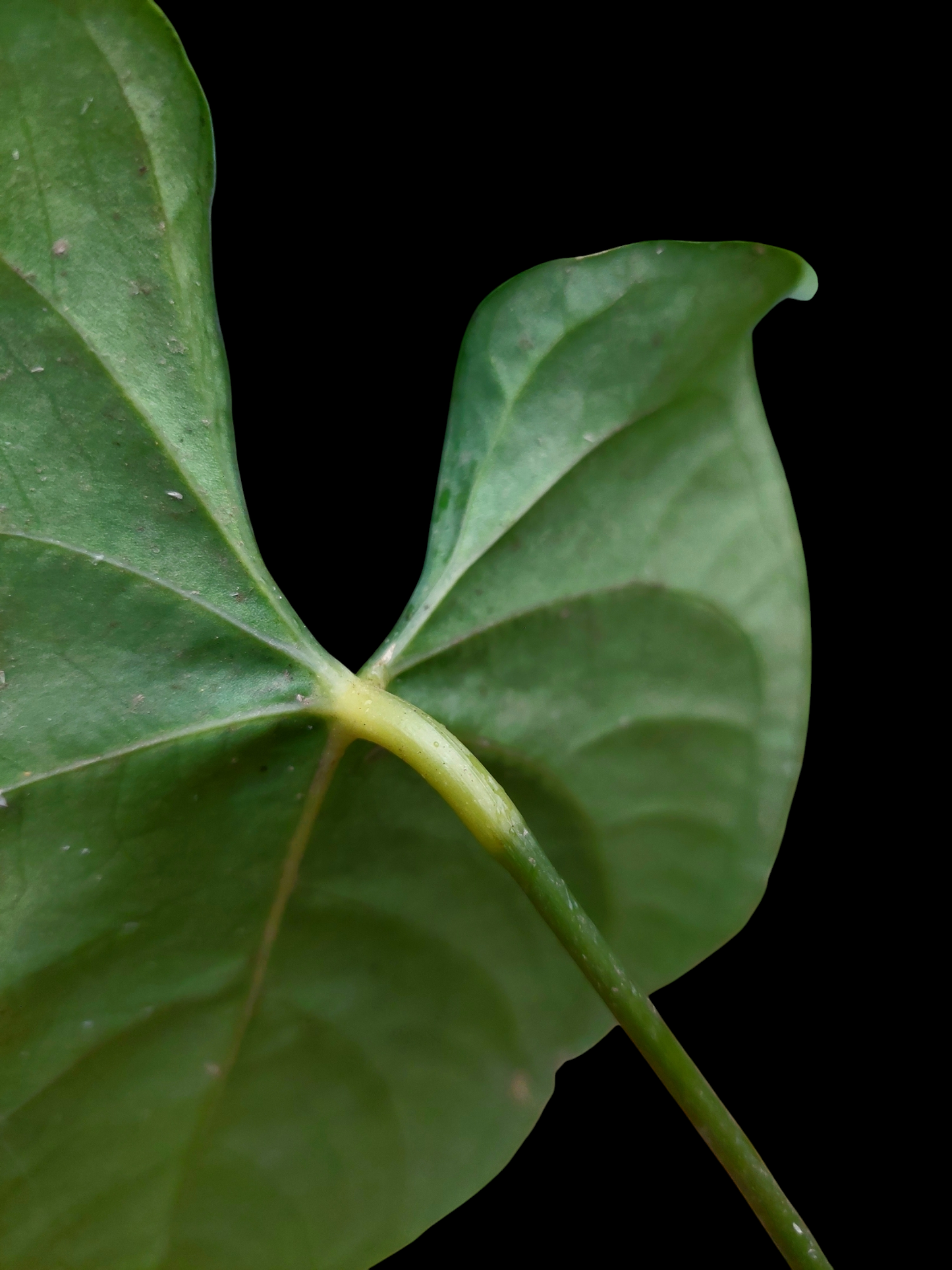 Anthurium sp. 'HuanuQuense Dark Velvet' Wild Ecotype (EXACT PLANT)