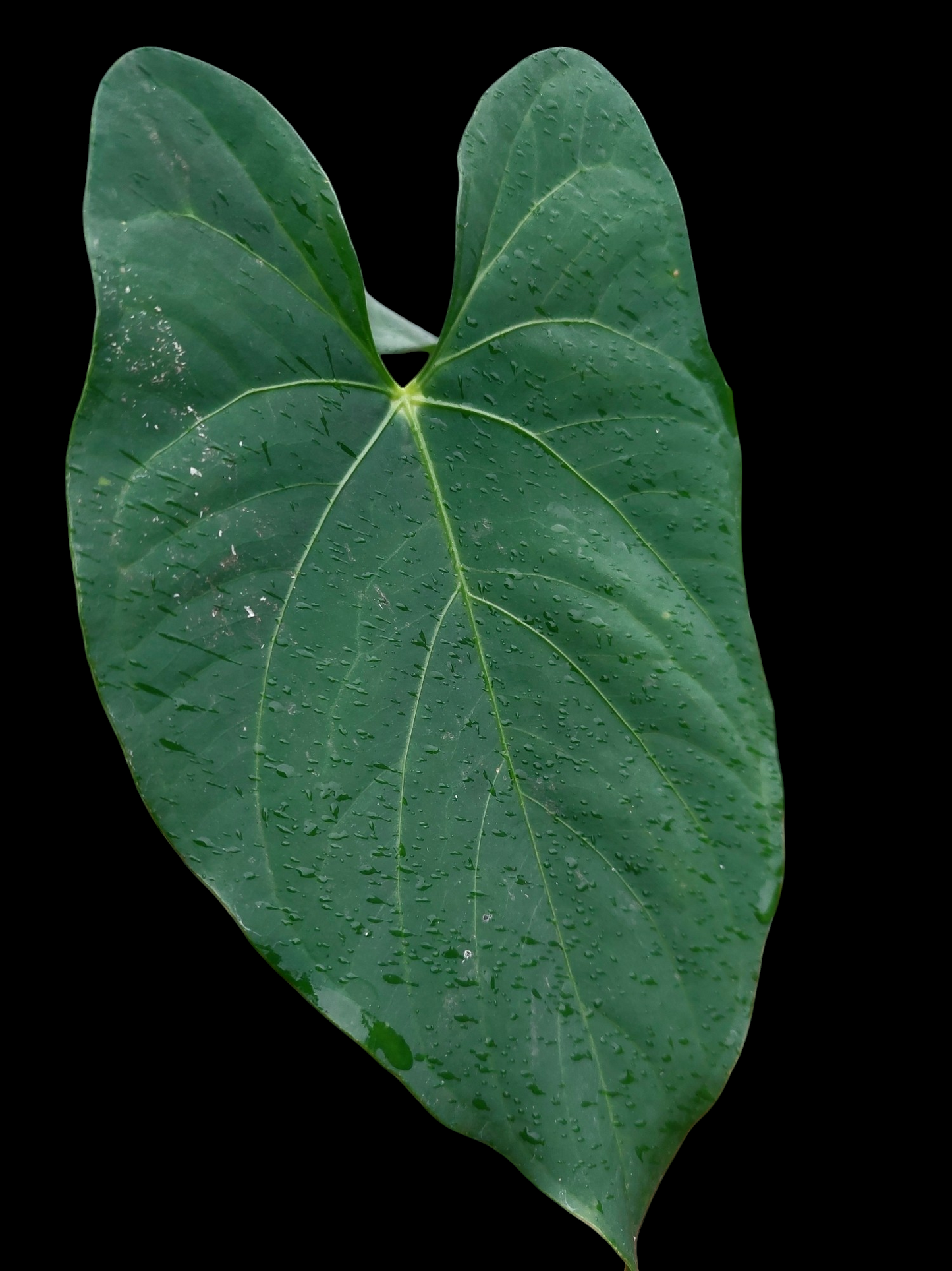 Anthurium sp. 'HuanuQuense Dark Velvet' Wild Ecotype (EXACT PLANT)