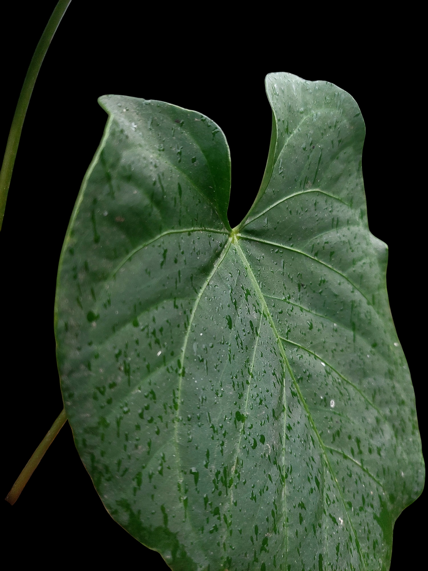 Anthurium sp. 'HuanuQuense Dark Velvet' Wild Ecotype (EXACT PLANT)