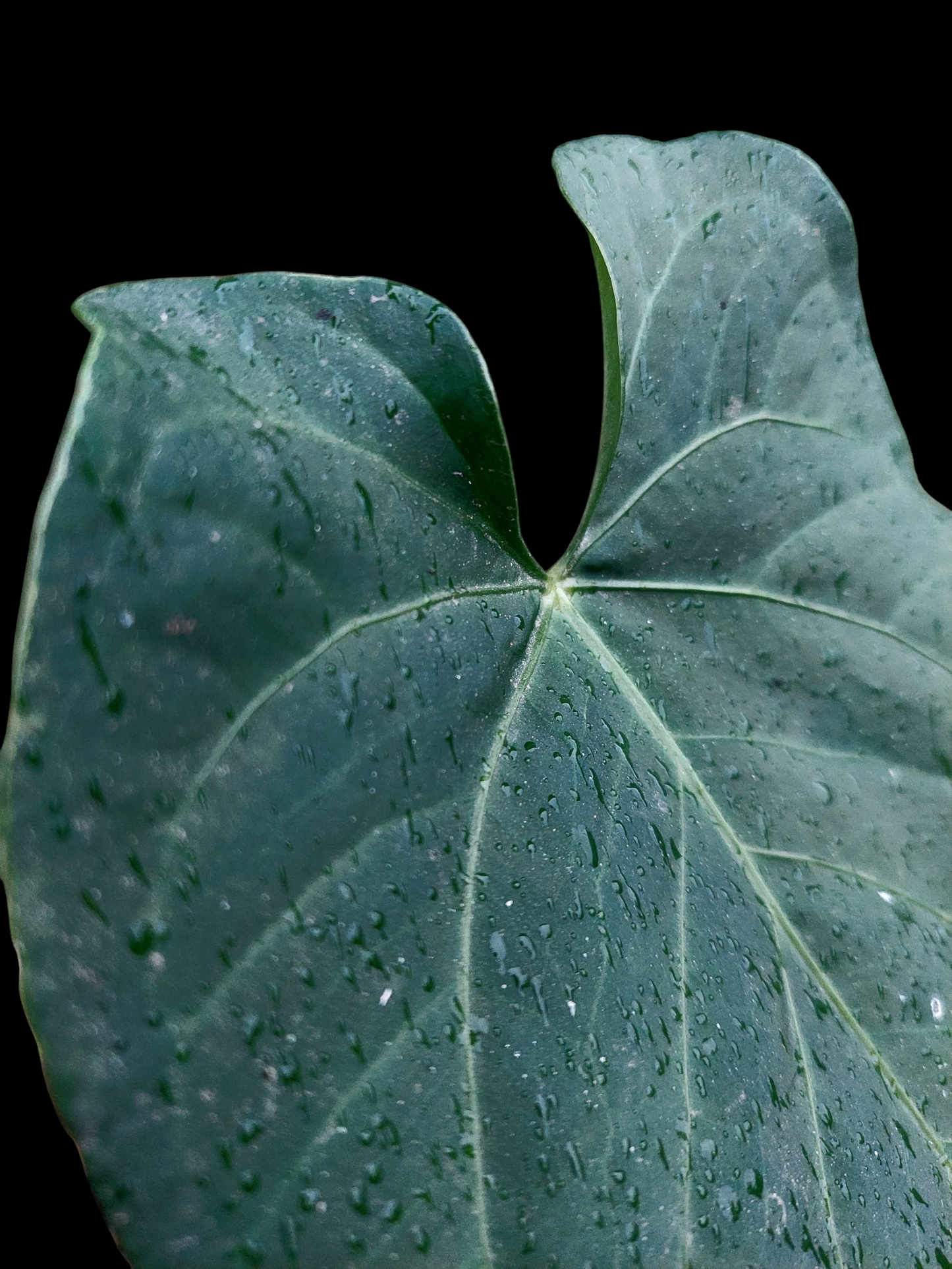 Anthurium sp. 'HuanuQuense Dark Velvet' Wild Ecotype (EXACT PLANT)