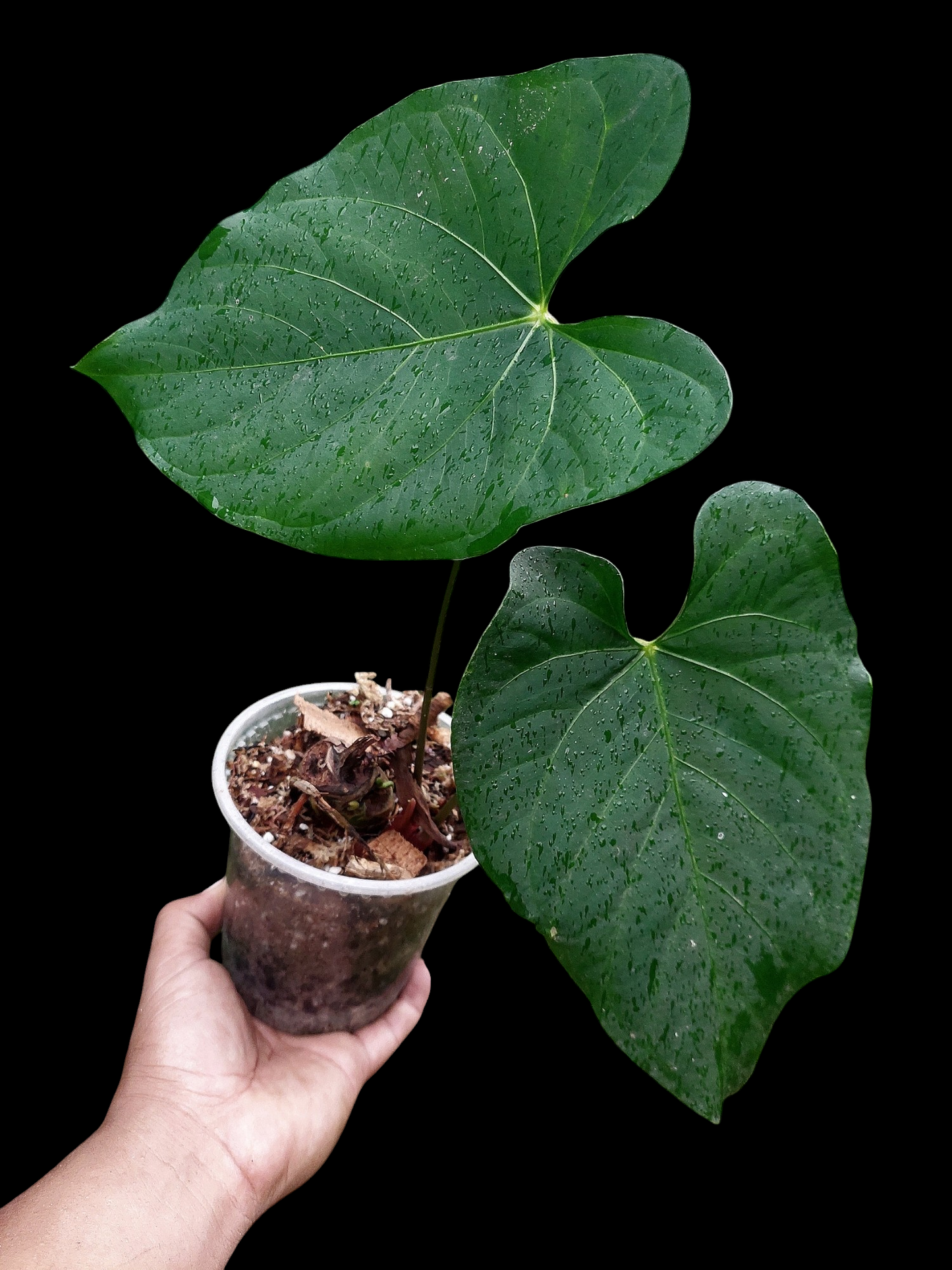 Anthurium sp. 'HuanuQuense Dark Velvet' Wild Ecotype (EXACT PLANT)