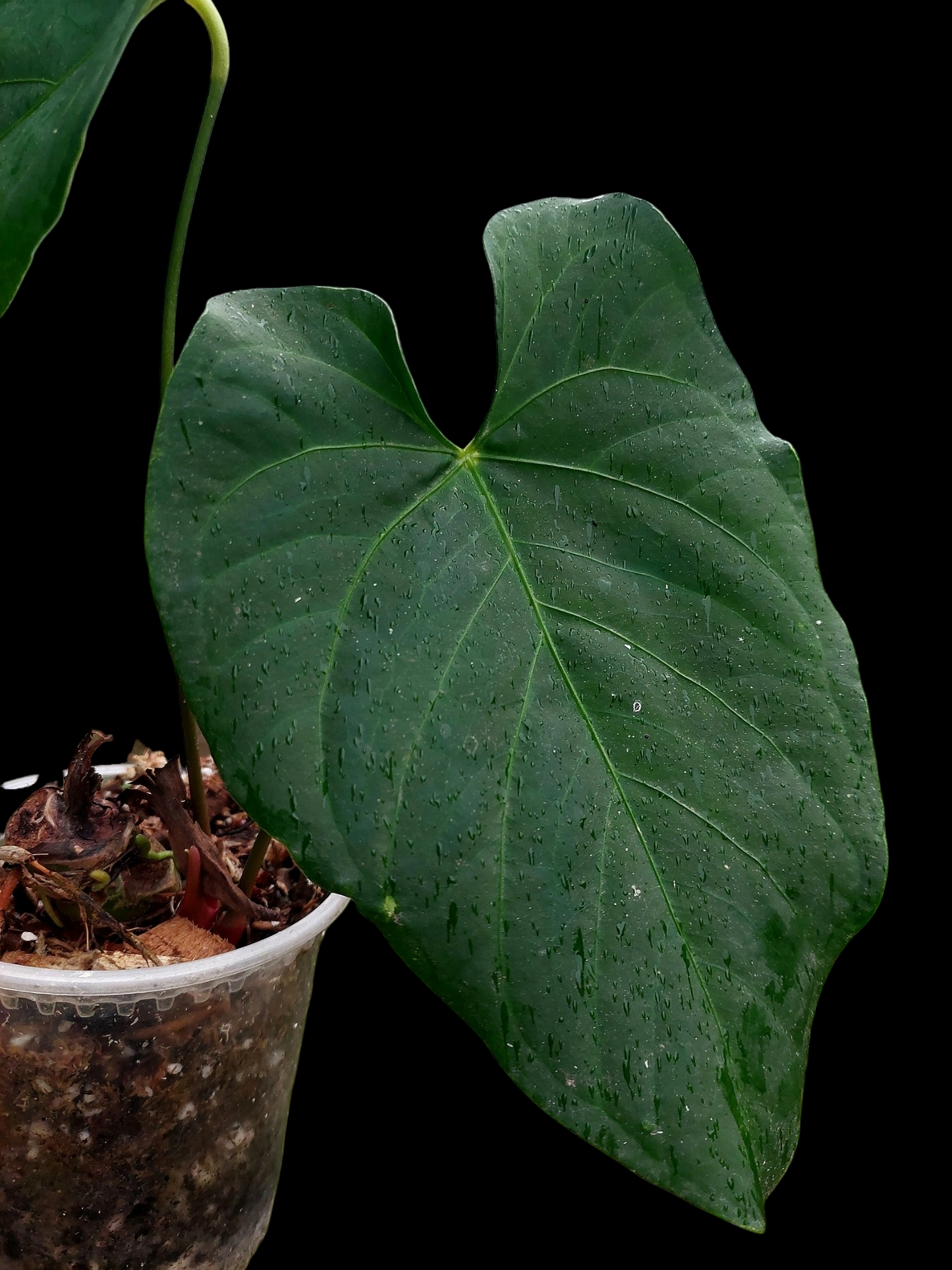 Anthurium sp. 'HuanuQuense Dark Velvet' Wild Ecotype (EXACT PLANT)