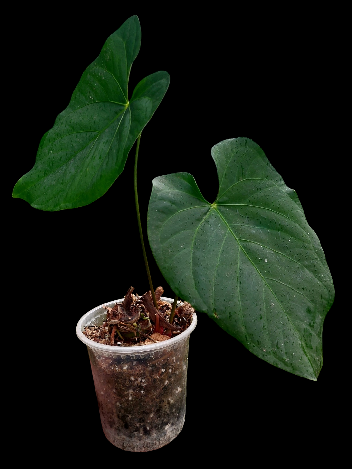 Anthurium sp. 'HuanuQuense Dark Velvet' Wild Ecotype (EXACT PLANT)