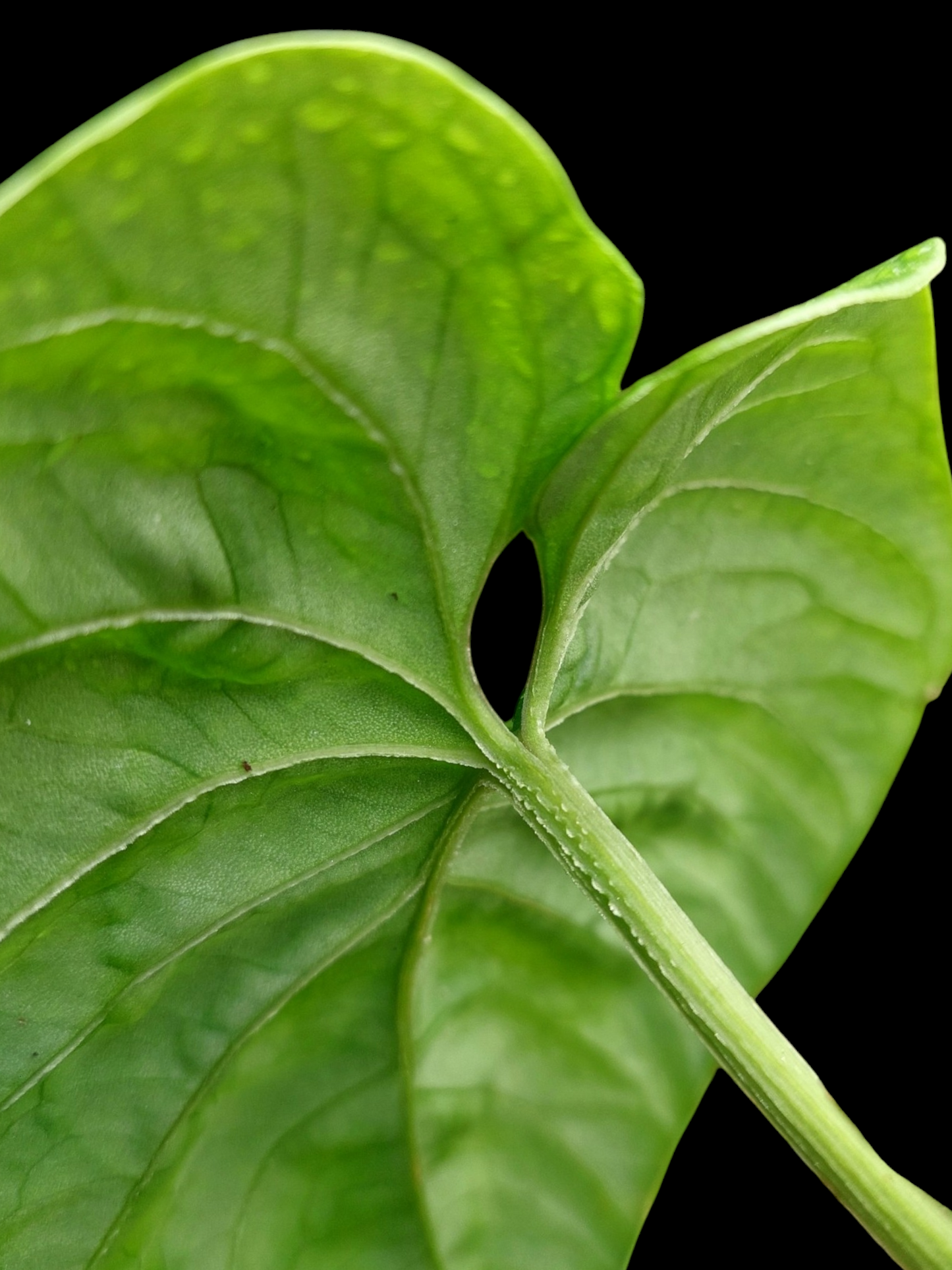 Anthurium Debilis (EXACT PLANT)