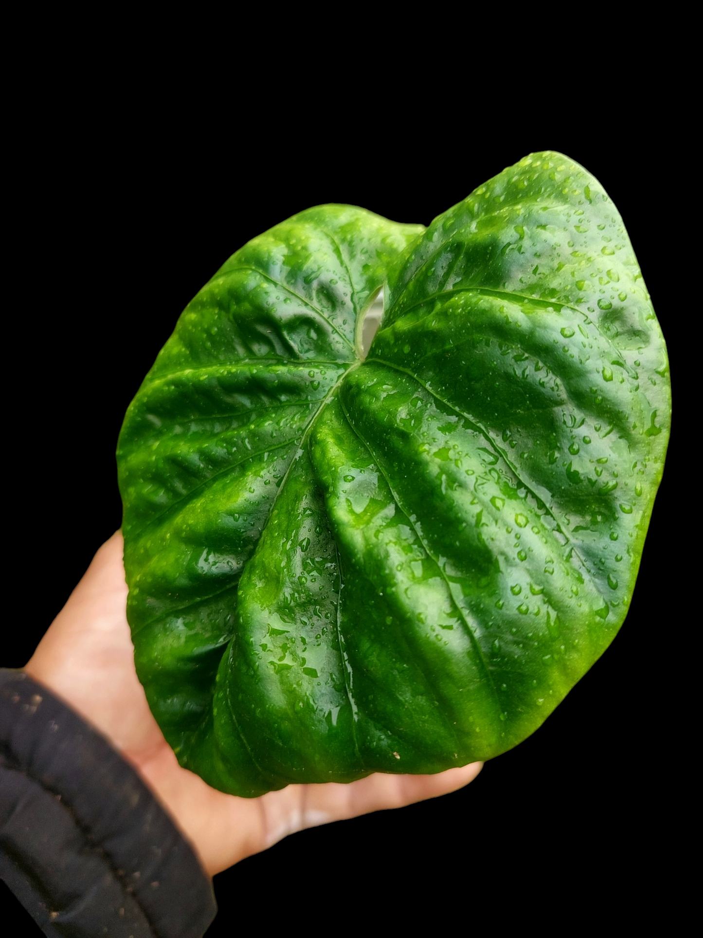 Anthurium Debilis (EXACT PLANT)