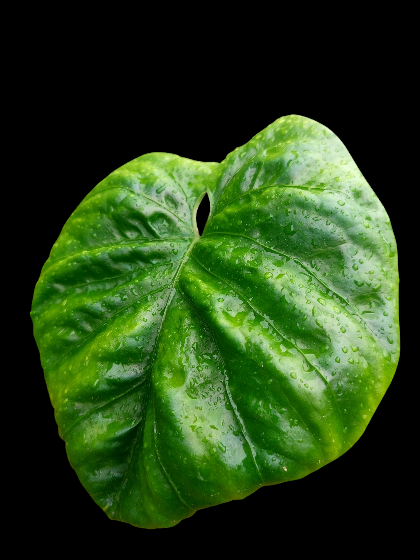 Anthurium Debilis (EXACT PLANT)