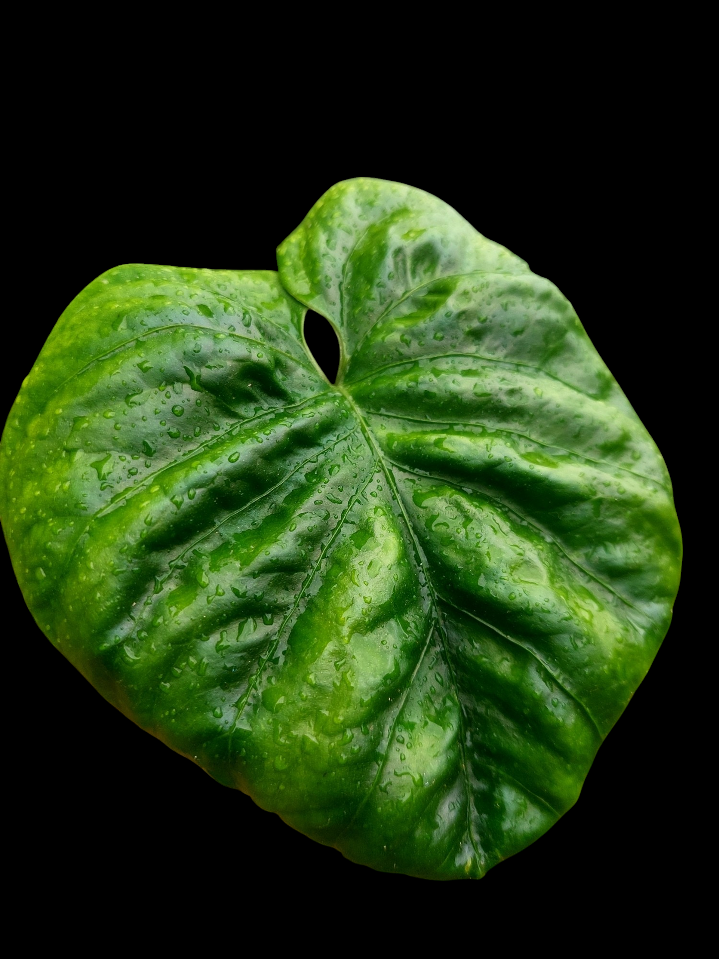 Anthurium Debilis (EXACT PLANT)