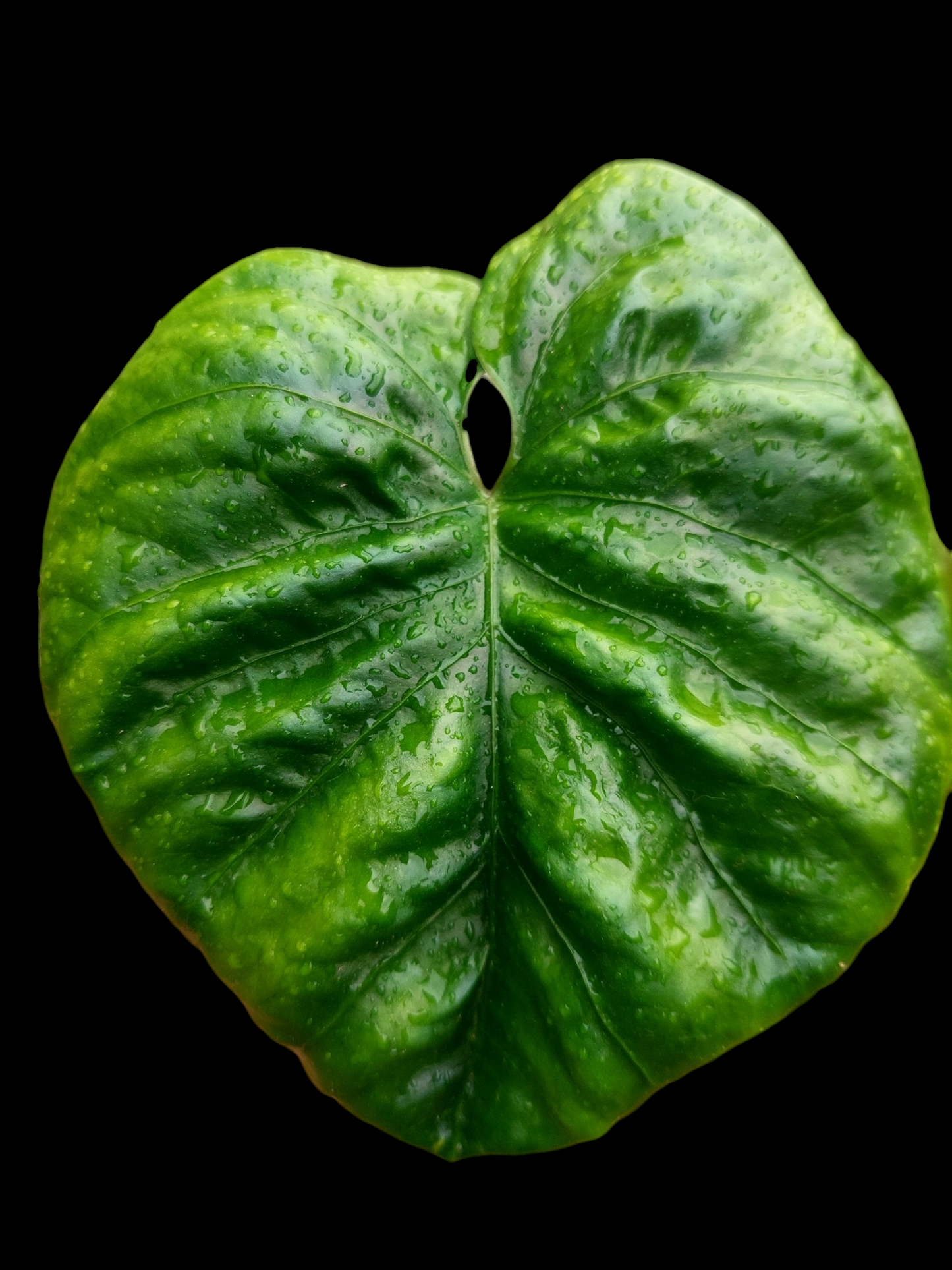 Anthurium Debilis (EXACT PLANT)