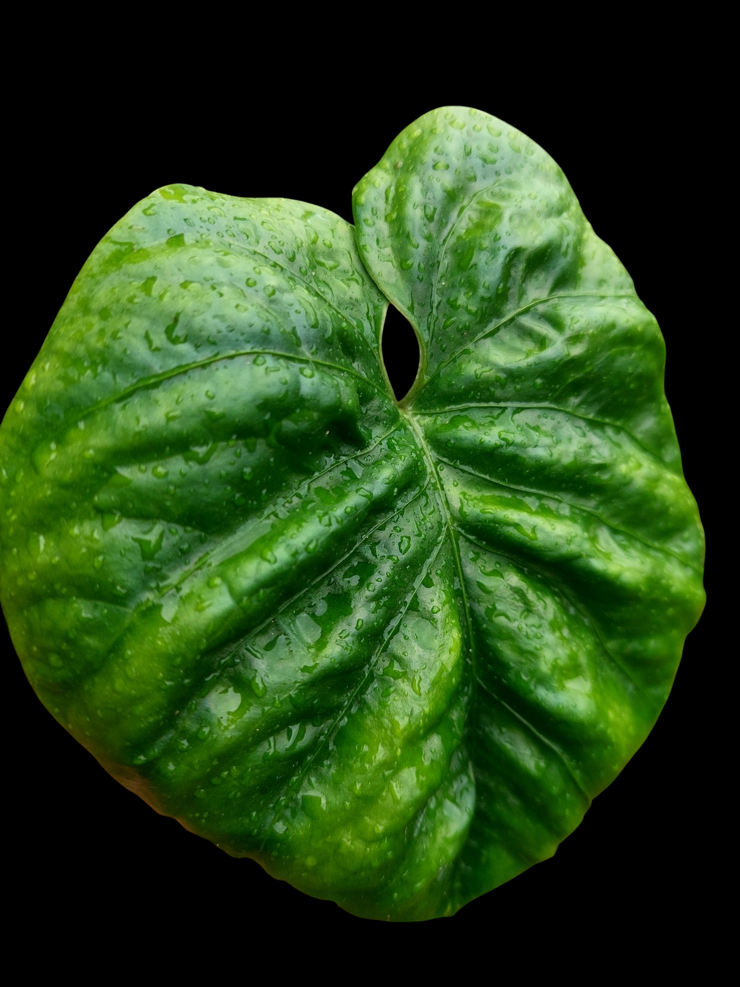 Anthurium Debilis (EXACT PLANT)
