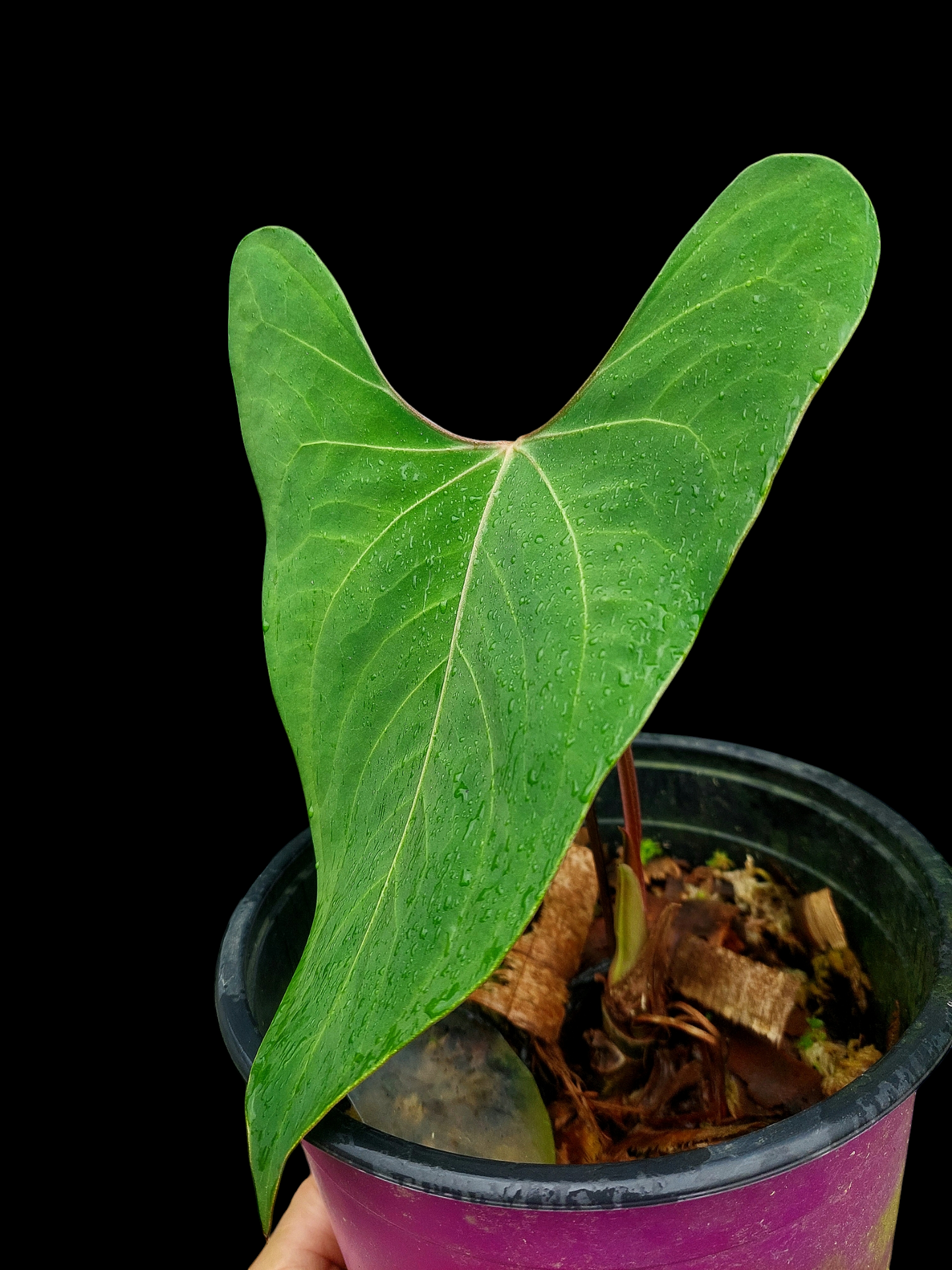 Anthurium sp. 'Huanuco Velvet' (EXACT PLANT)
