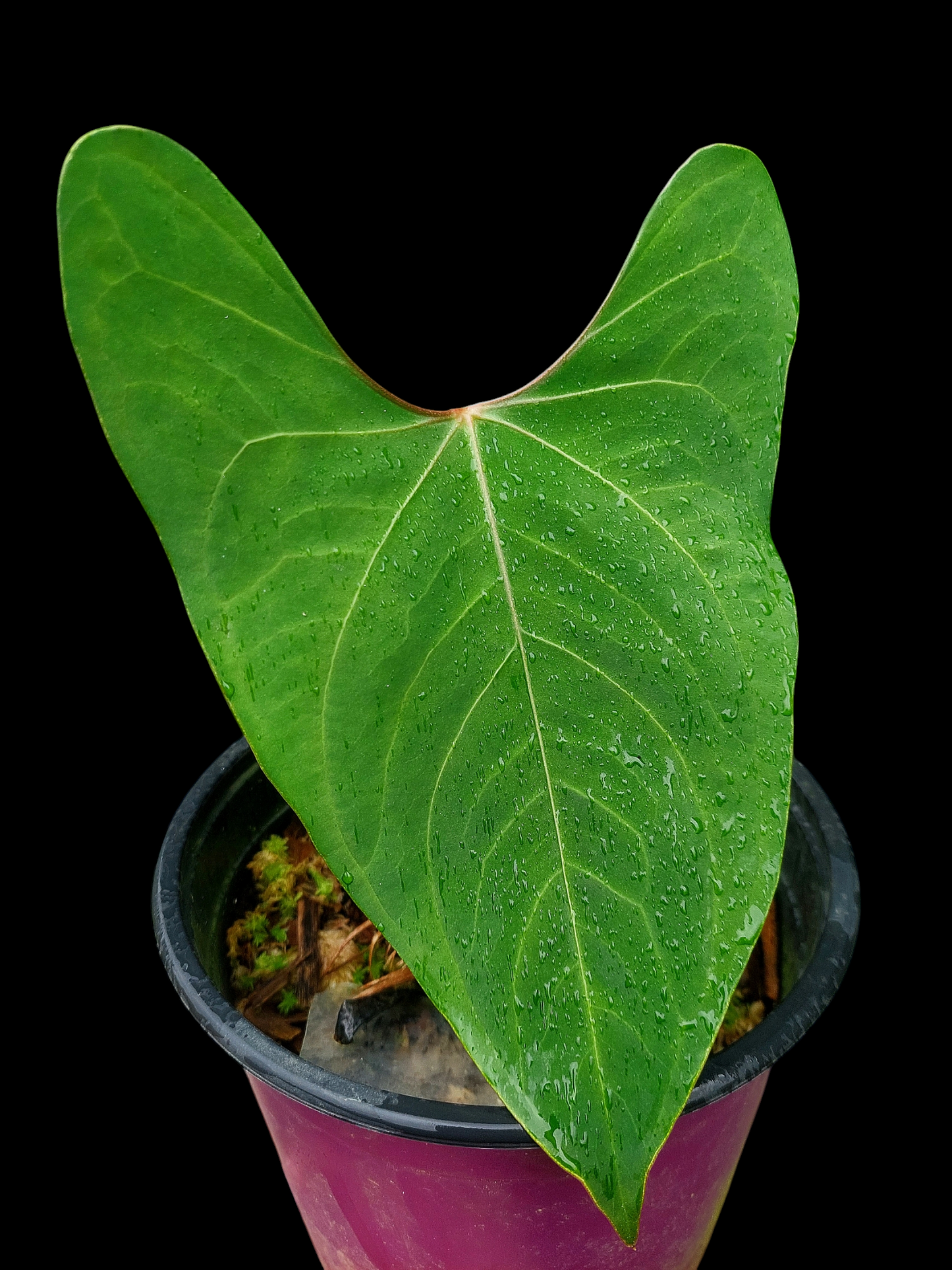 Anthurium sp. 'Huanuco Velvet' (EXACT PLANT)