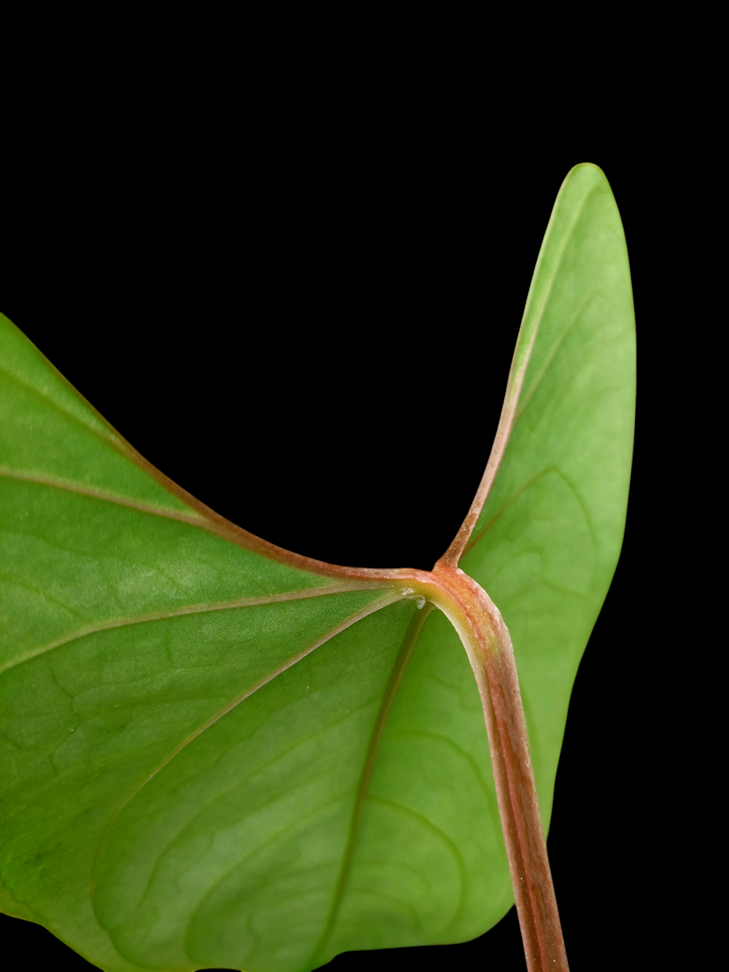 Anthurium sp. 'Huanuco Velvet' (EXACT PLANT)