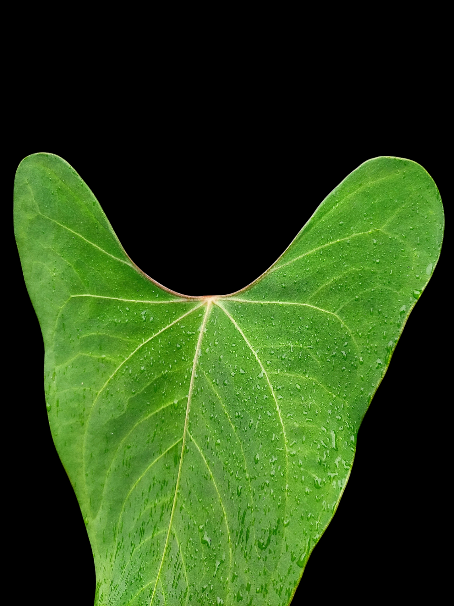 Anthurium sp. 'Huanuco Velvet' (EXACT PLANT)
