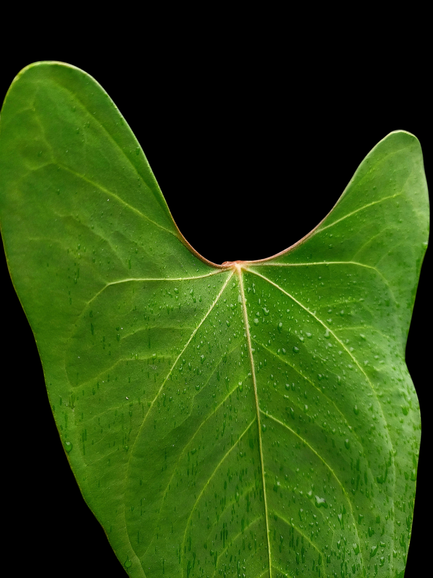 Anthurium sp. 'Huanuco Velvet' (EXACT PLANT)