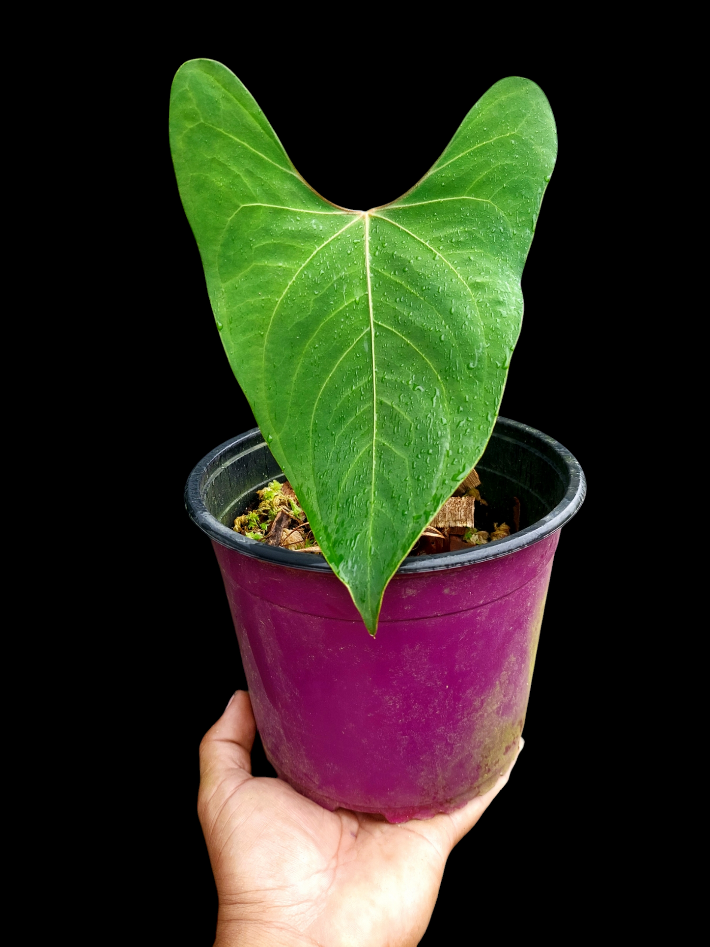 Anthurium sp. 'Huanuco Velvet' (EXACT PLANT)