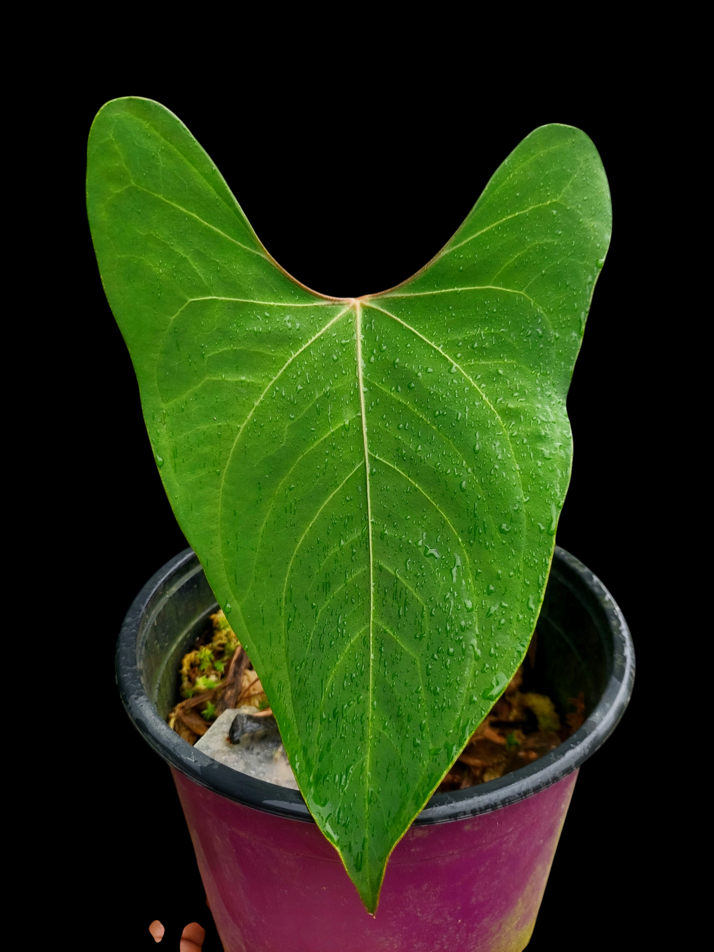 Anthurium sp. 'Huanuco Velvet' (EXACT PLANT)