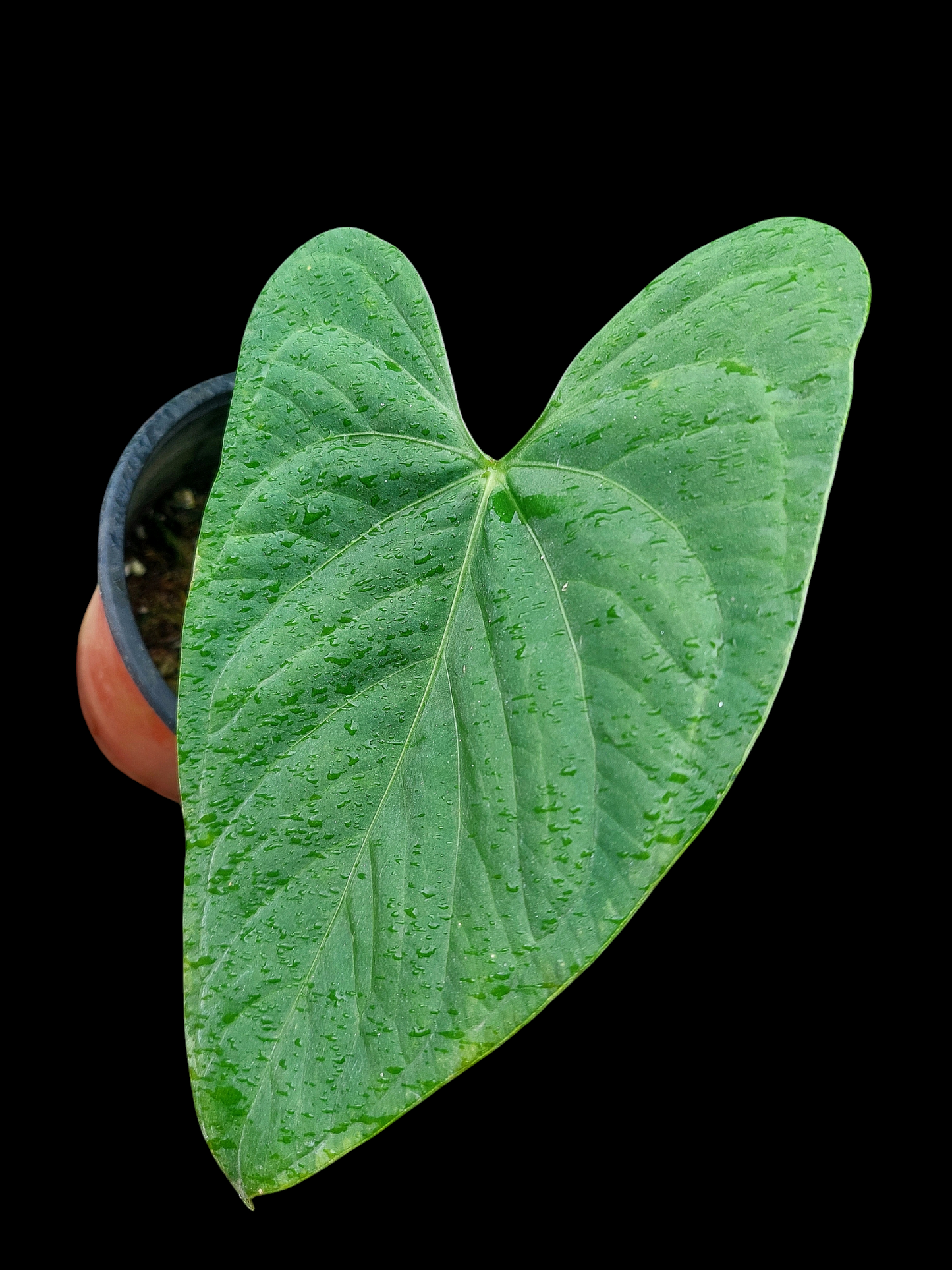 Anthurium sp. "Tarapoto Velvet" Wild Ecotype (EXACT PLANT)