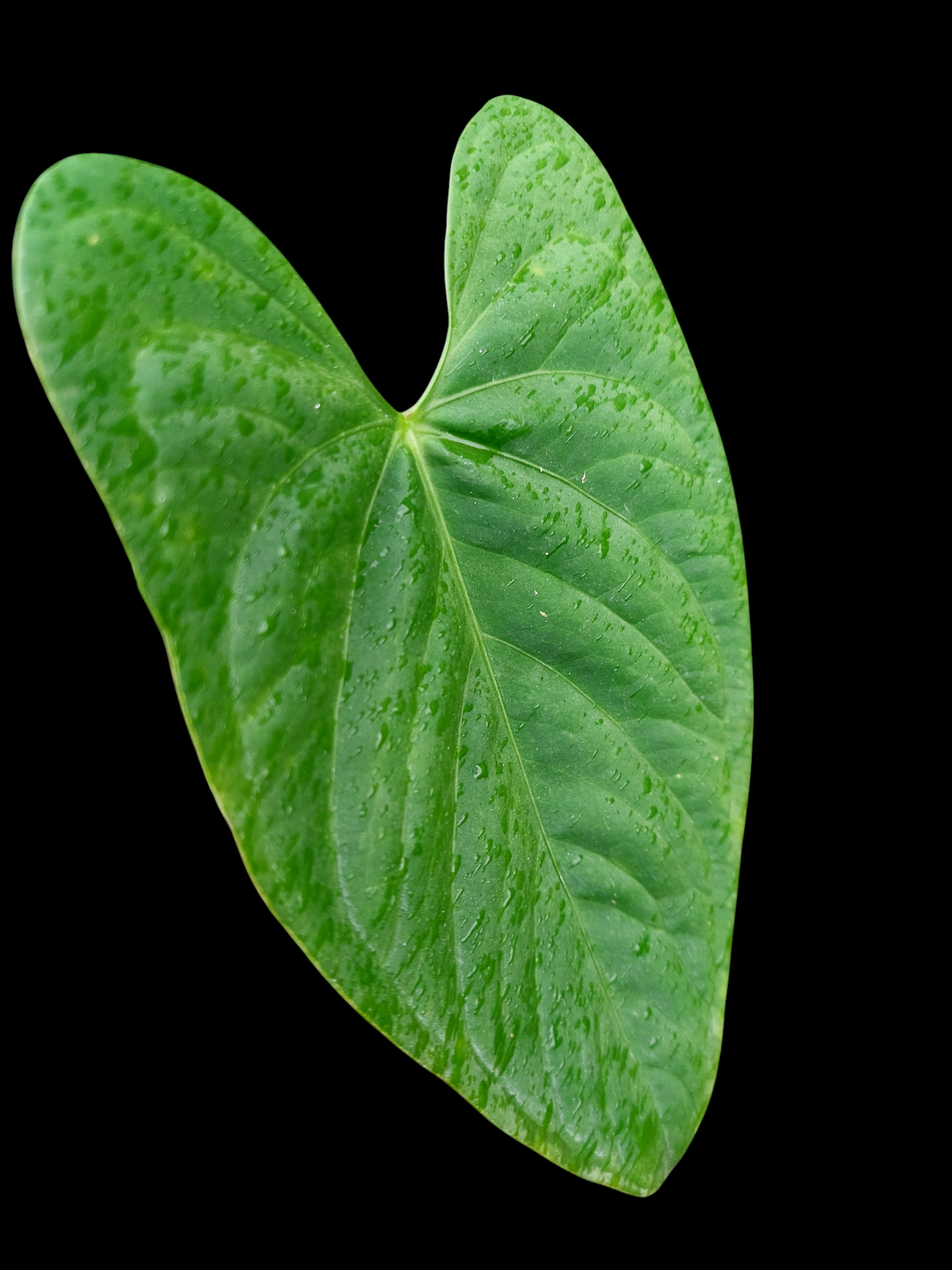 Anthurium sp. "Tarapoto Velvet" Wild Ecotype (EXACT PLANT)