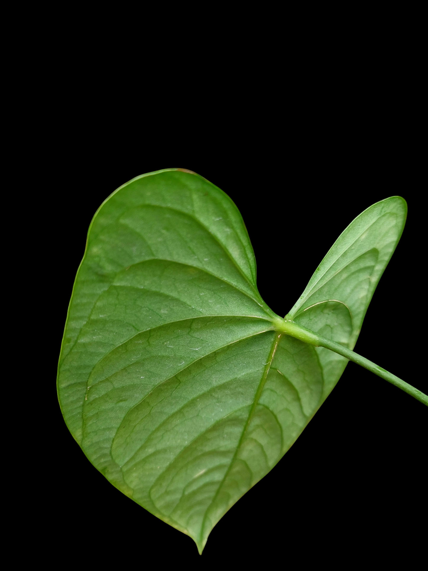 Anthurium sp. "Tarapoto Velvet" Wild Ecotype (EXACT PLANT)