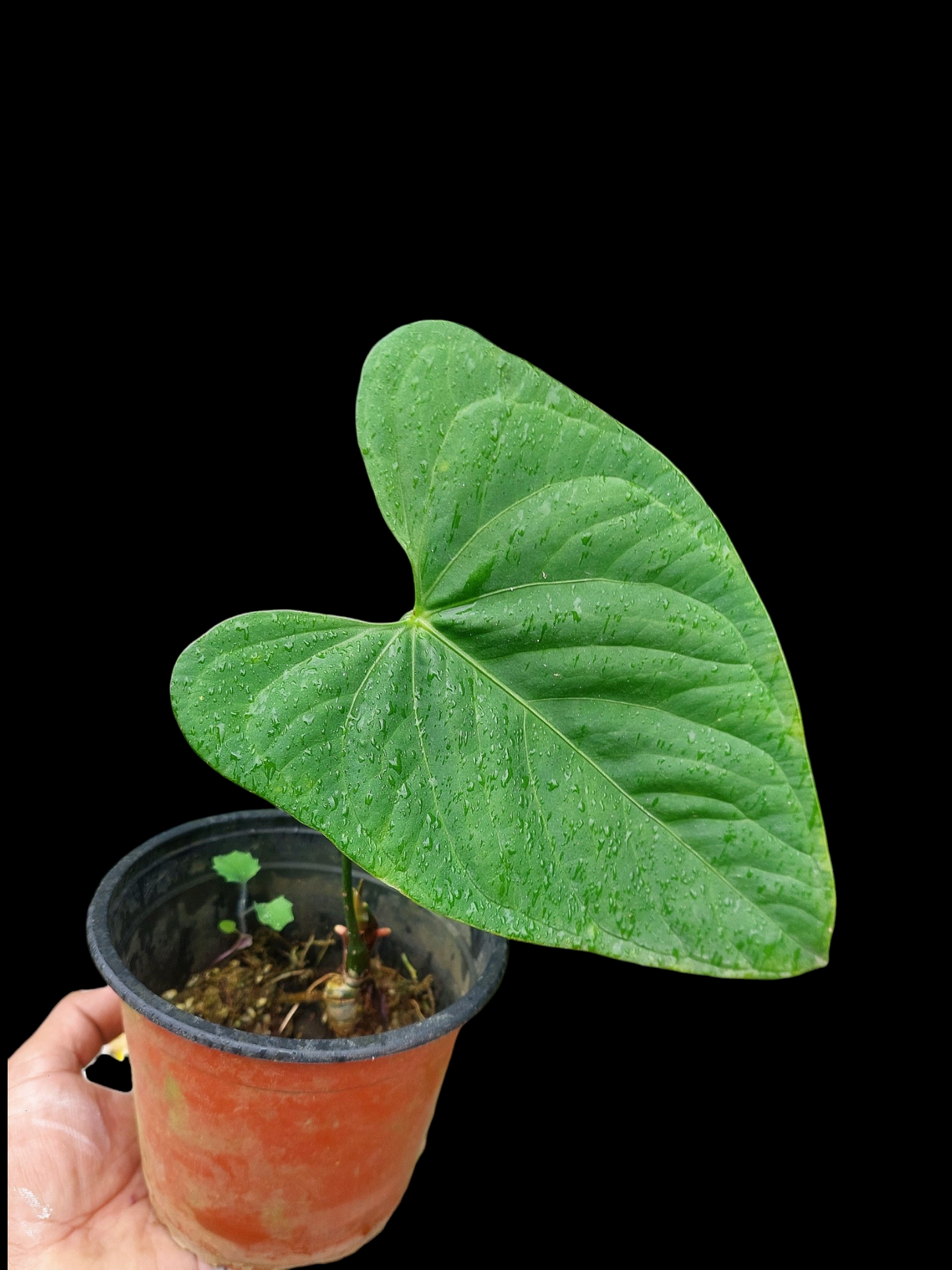 Anthurium sp. "Tarapoto Velvet" Wild Ecotype (EXACT PLANT)