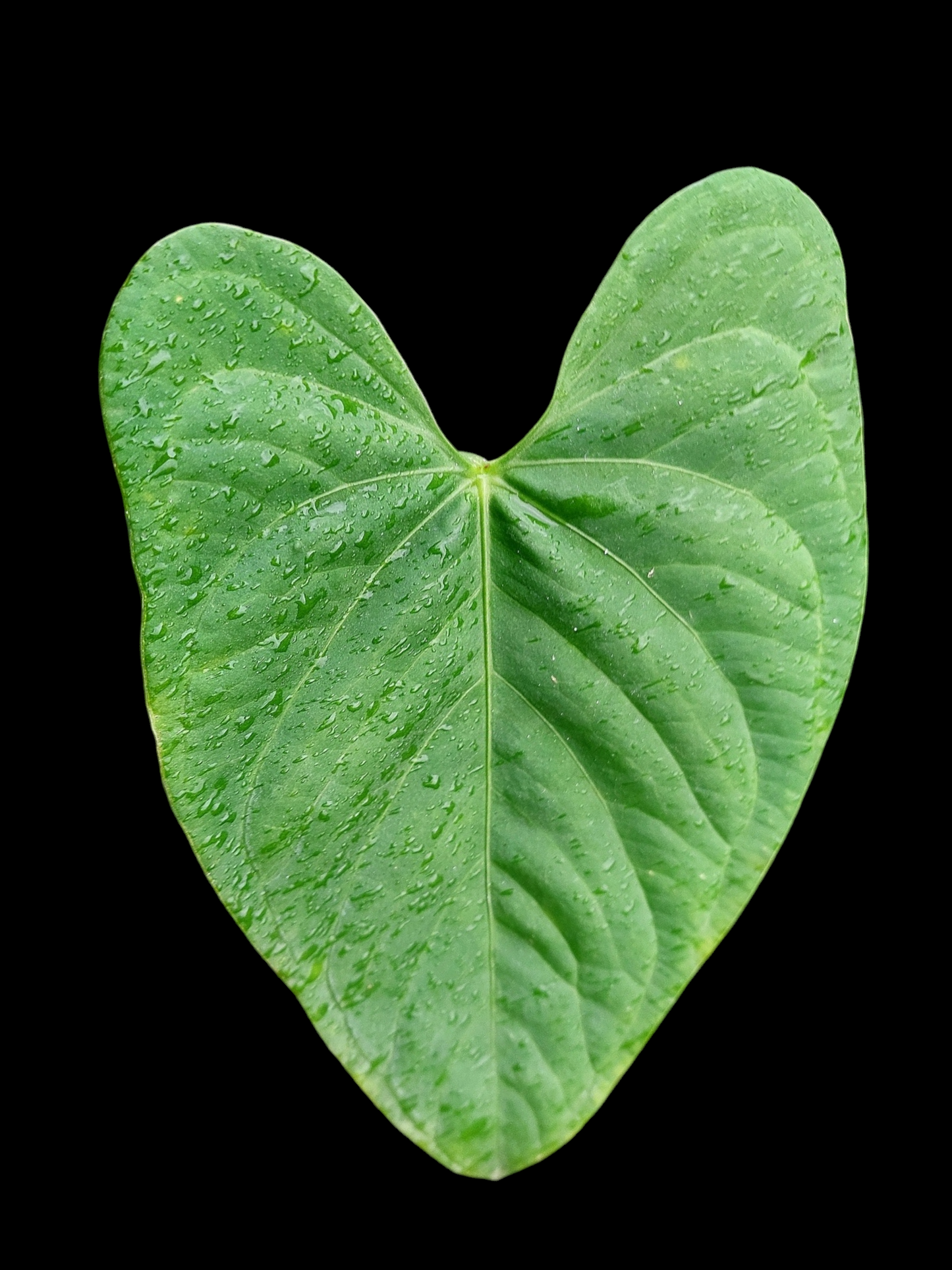Anthurium sp. "Tarapoto Velvet" Wild Ecotype (EXACT PLANT)
