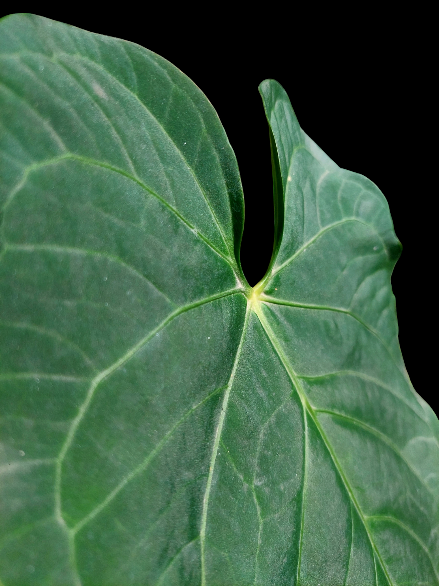 Anthurium sp. 'HuanuQuense Dark Velvet' Wild Ecotype (EXACT PLANT)