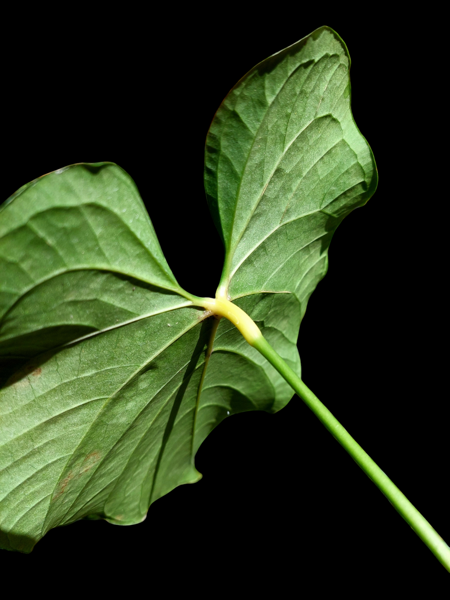 Anthurium sp. 'HuanuQuense Dark Velvet' Wild Ecotype (EXACT PLANT)