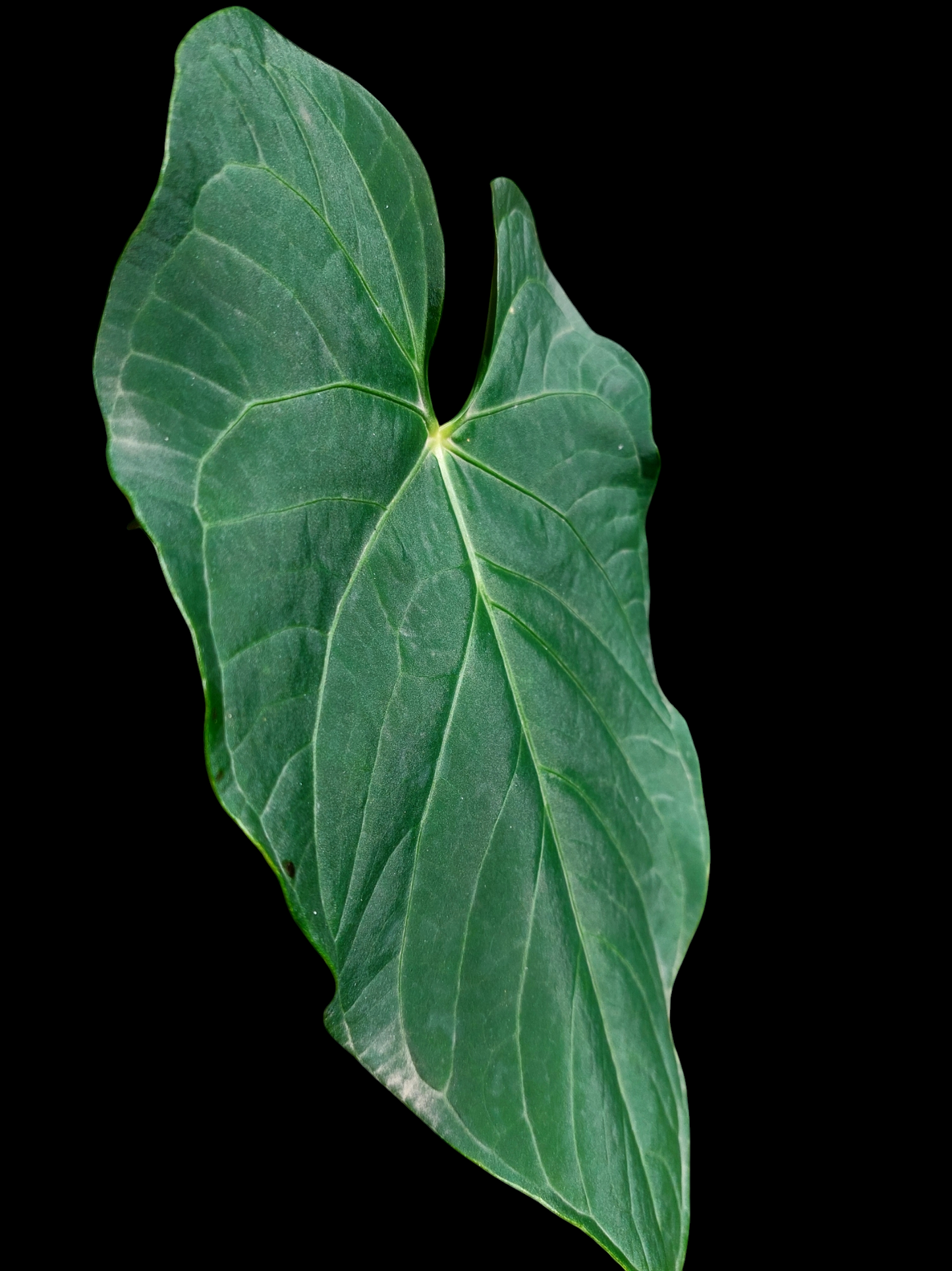 Anthurium sp. 'HuanuQuense Dark Velvet' Wild Ecotype (EXACT PLANT)