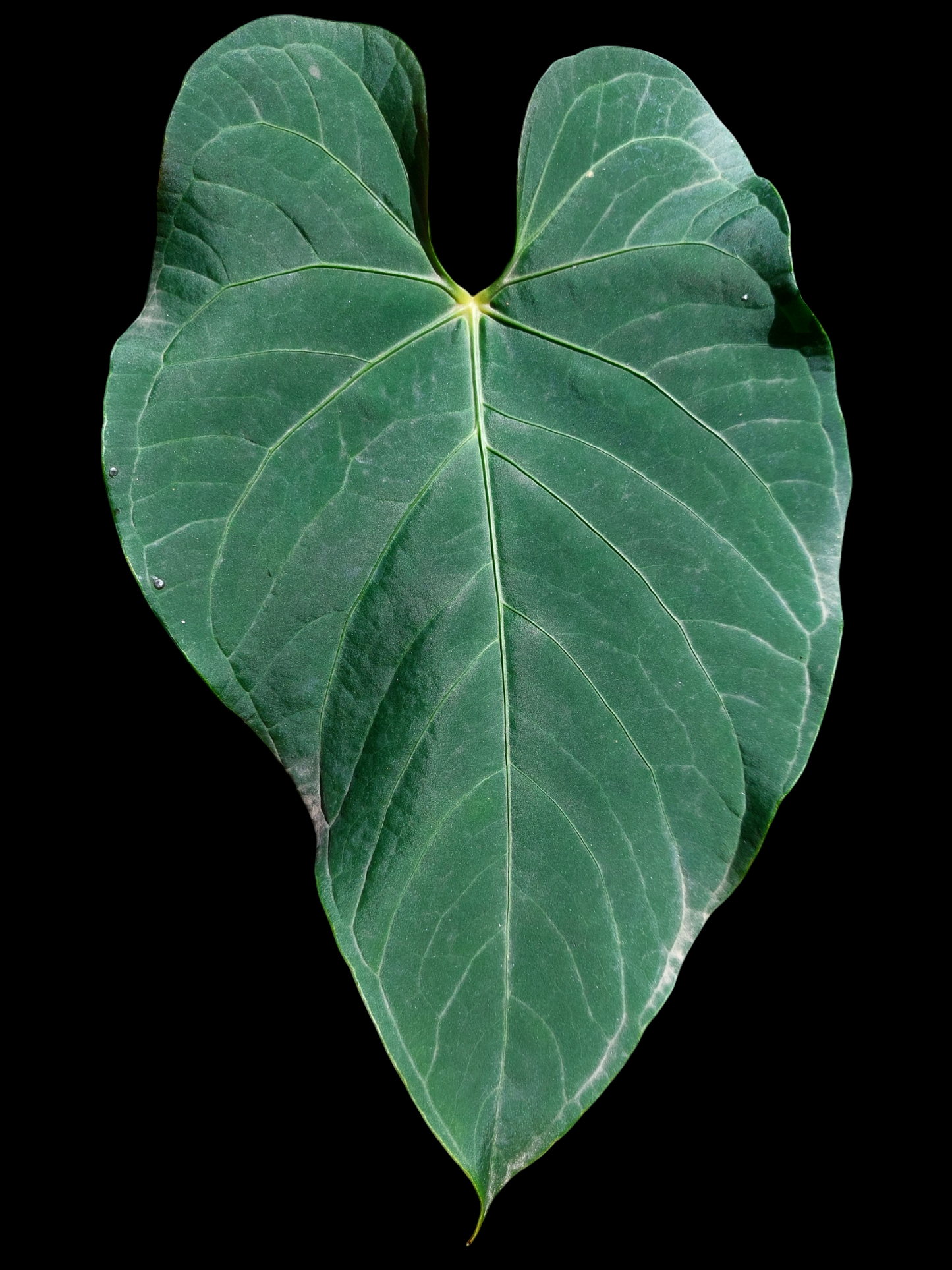 Anthurium sp. 'HuanuQuense Dark Velvet' Wild Ecotype (EXACT PLANT)