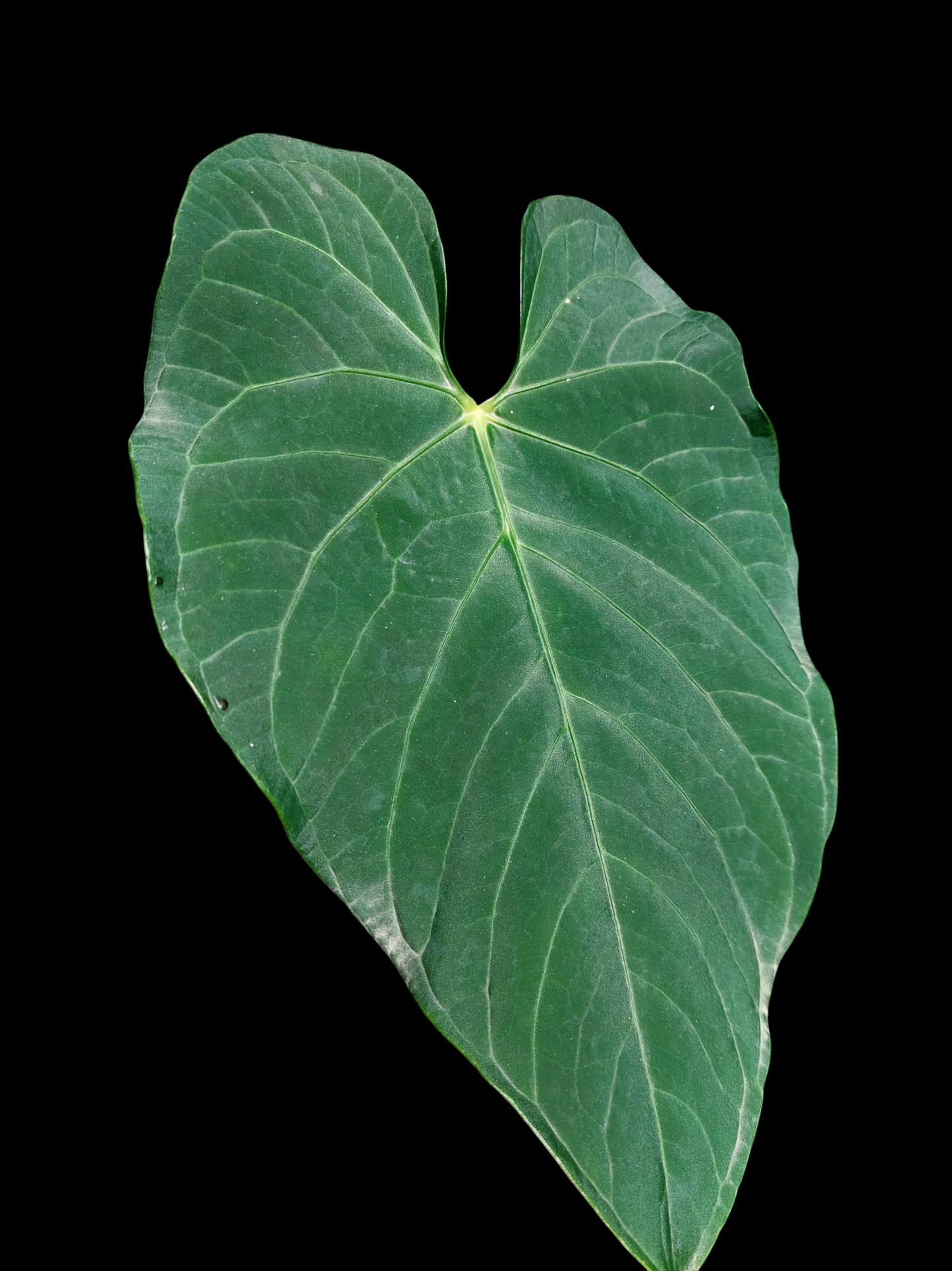 Anthurium sp. 'HuanuQuense Dark Velvet' Wild Ecotype (EXACT PLANT)
